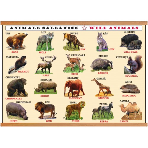 Plansa animale domestice - animale salbatice