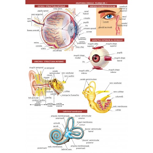 Anatomia omului