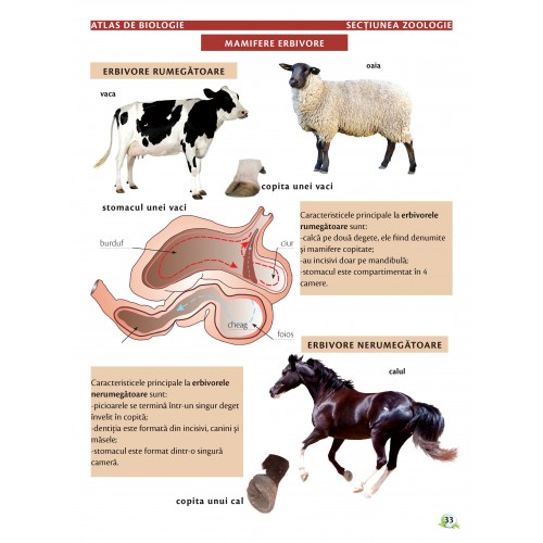 Atlas de biologie scolar pentru gimnaziu (clasele V-VIII) | Marius Lungu, Iris Sarchizian - 1 | YEO