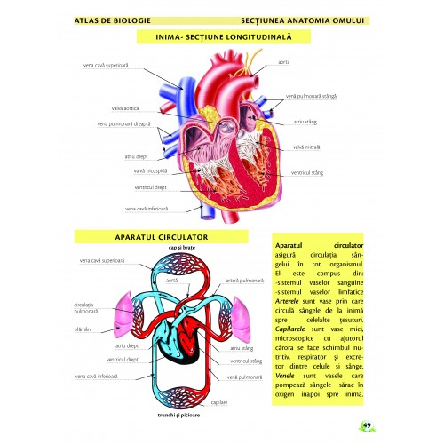 Atlas de biologie scolar pentru gimnaziu (clasele V-VIII) | Marius Lungu, Iris Sarchizian - 2 | YEO