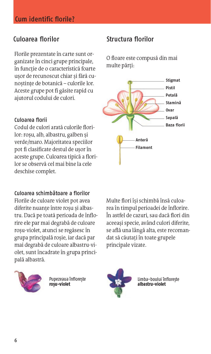 Ce floare este aceasta? | Margot Spohn, Roland Spohn - 6 | YEO