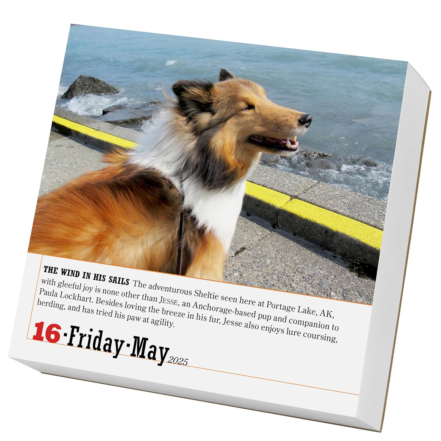 Calendar 2025 - The World\'s Favourite Dog - Page-A-Day | Workman Publishing - 1 | YEO