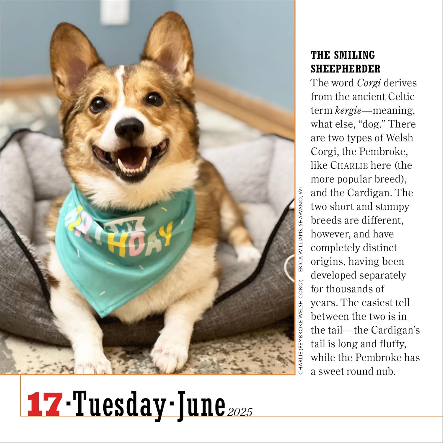 Calendar 2025 - The World\'s Favourite Dog - Page-A-Day | Workman Publishing - 2 | YEO