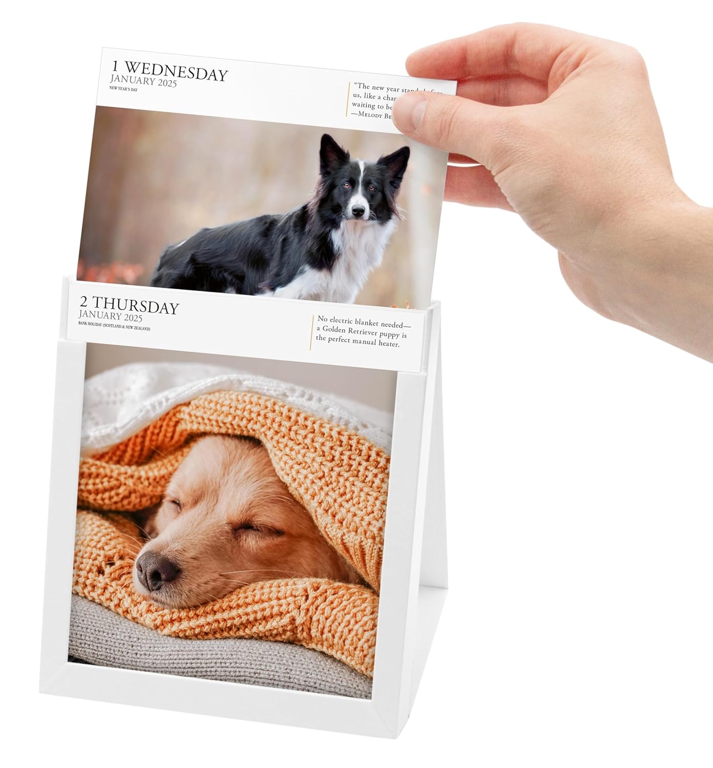 Calendar 2025 - Dog - Page-A-Day | Workman Publishing - 1 | YEO