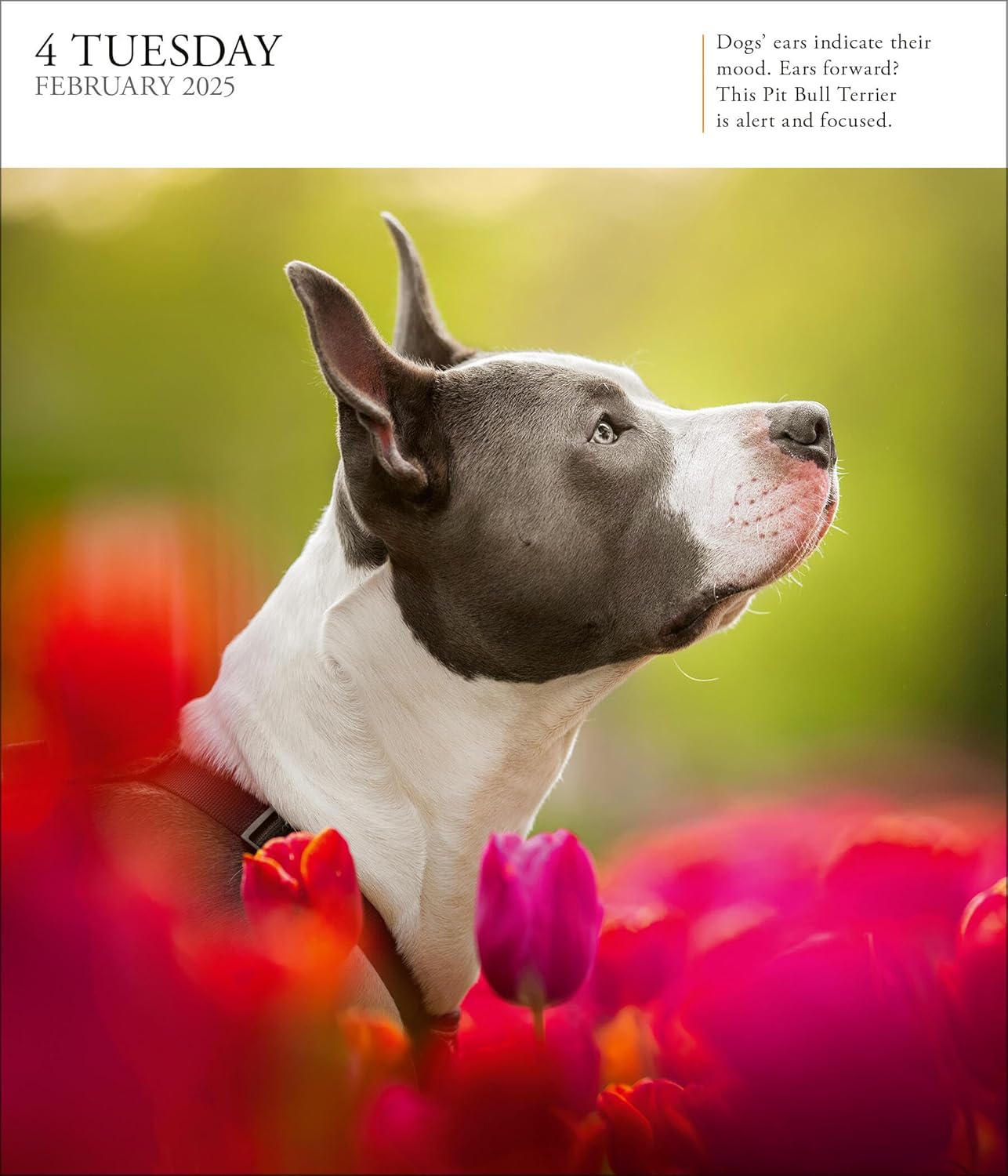 Calendar 2025 - Dog - Page-A-Day | Workman Publishing - 2 | YEO