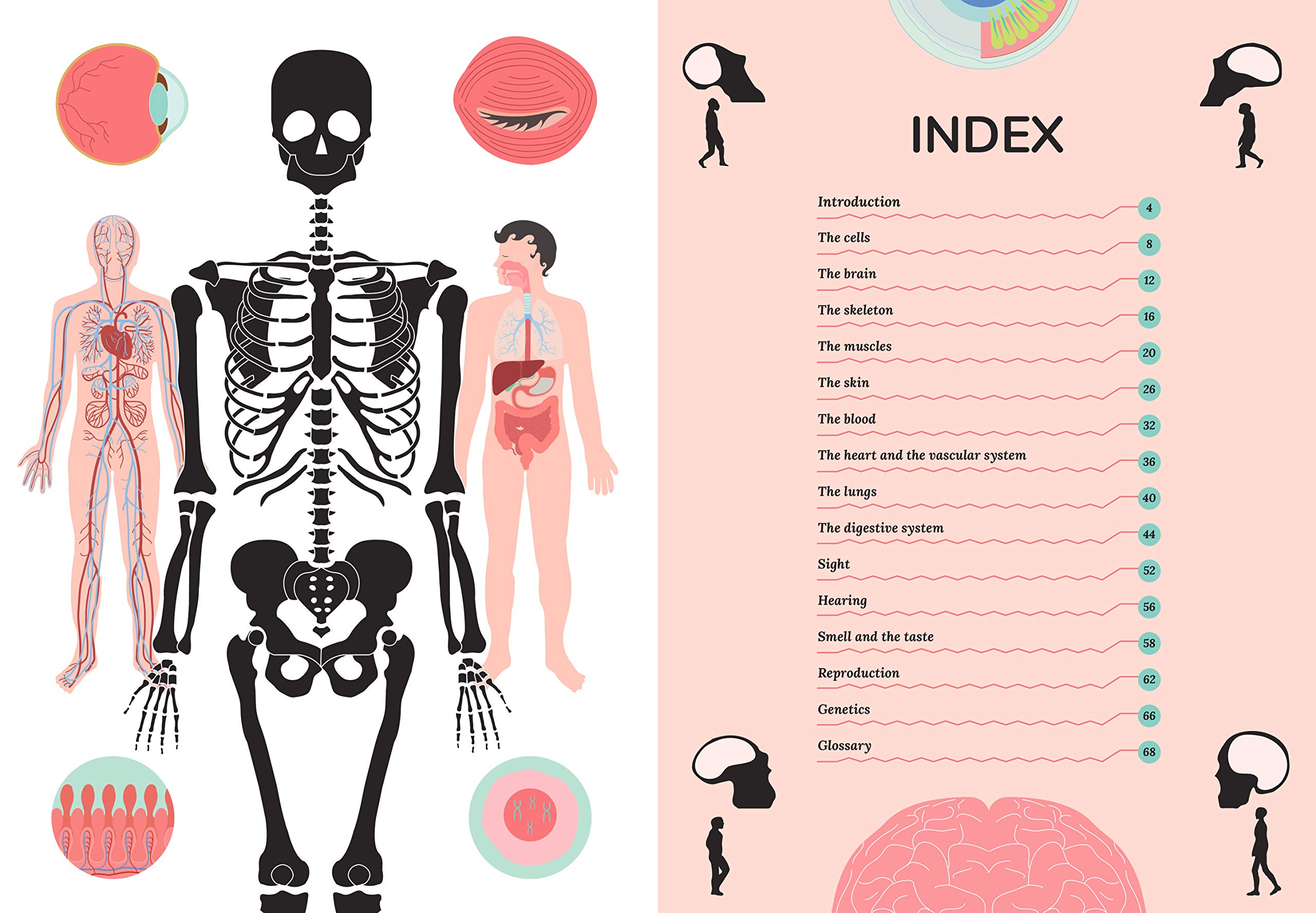 The Human Body | Cristina Peraboni - 3 | YEO