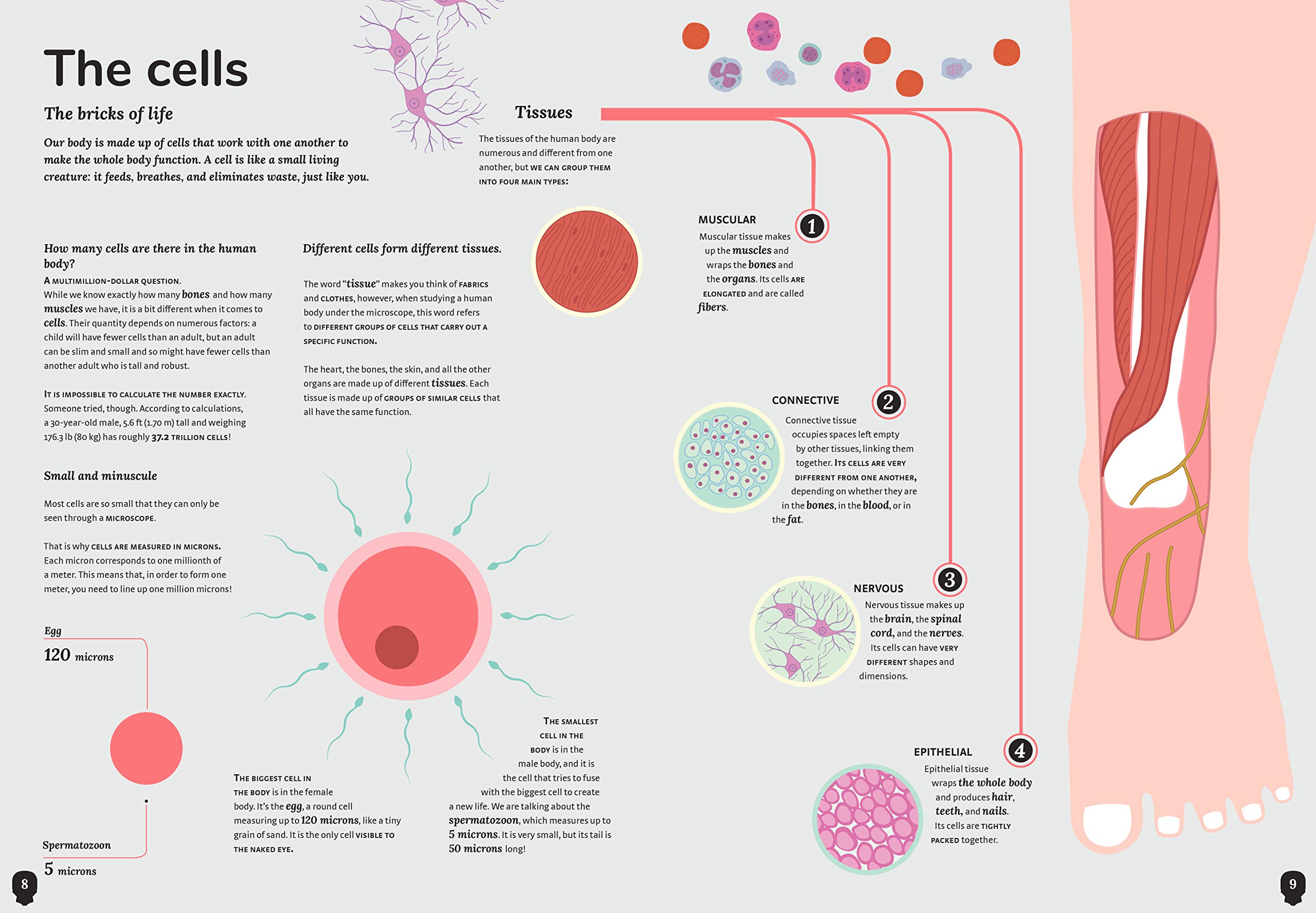 The Human Body | Cristina Peraboni - 2 | YEO