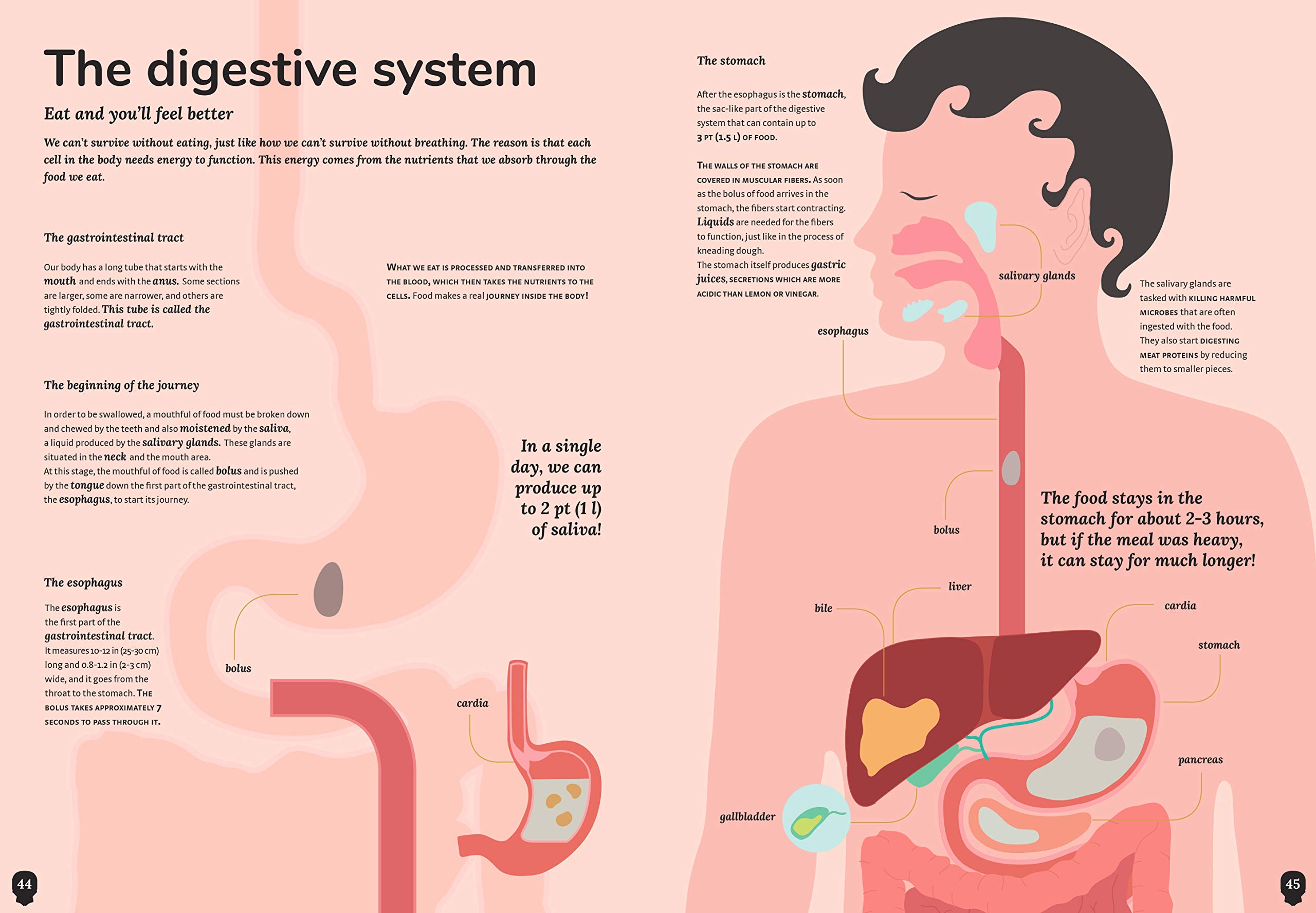 The Human Body | Cristina Peraboni - 1 | YEO