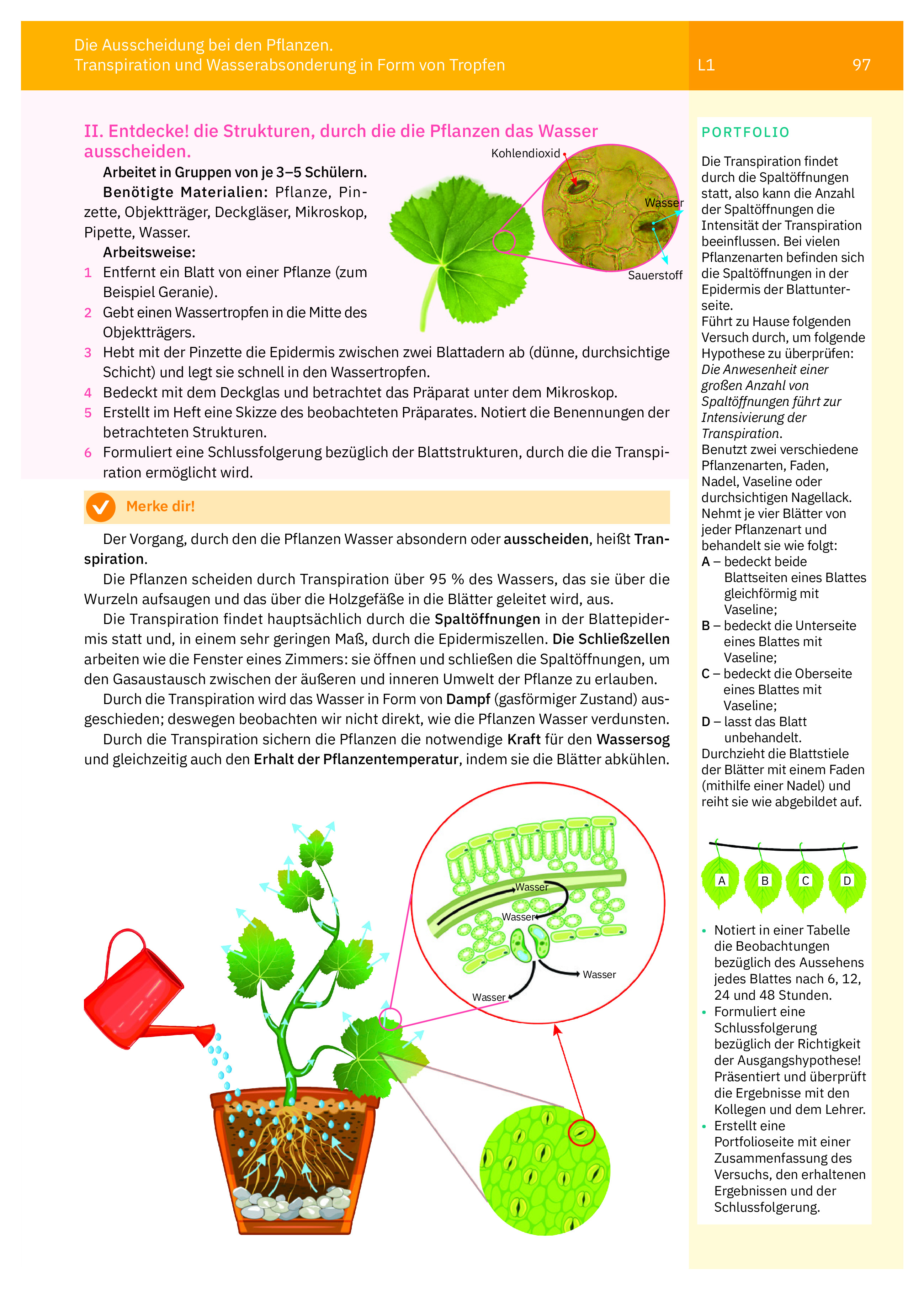 Manual de biologie. Clasa a VI-a (limba germana) | Irina Pop-Pacurar, Dorina Podar, Cristina Dudan - 3 | YEO