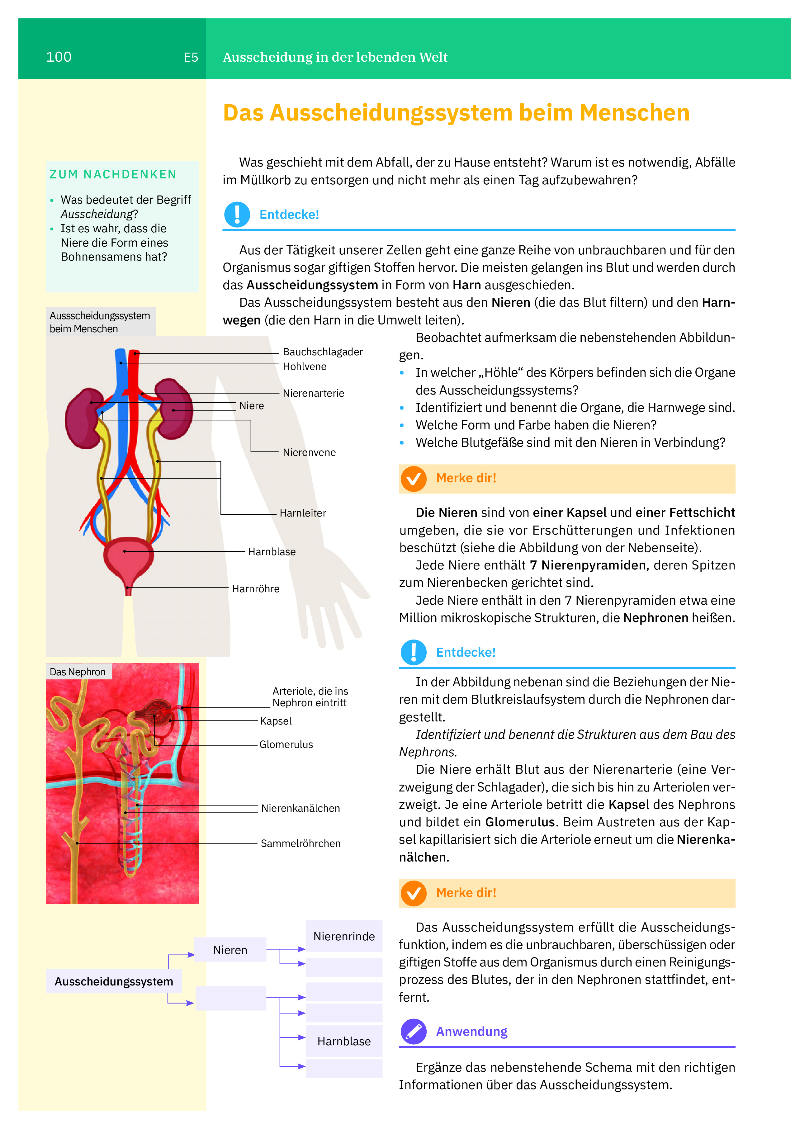 Manual de biologie. Clasa a VI-a (limba germana) | Irina Pop-Pacurar, Dorina Podar, Cristina Dudan - 6 | YEO