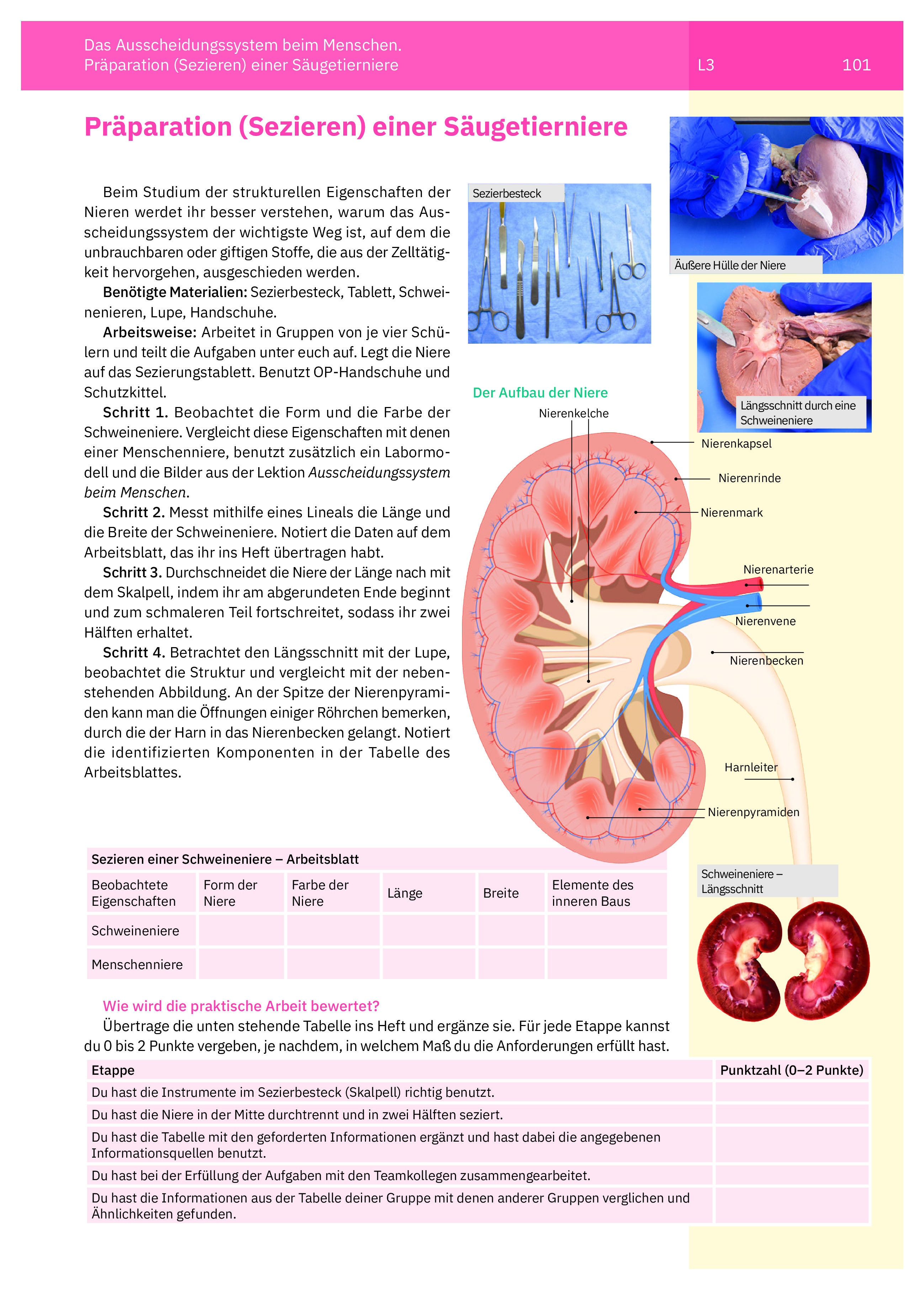 Manual de biologie. Clasa a VI-a (limba germana) | Irina Pop-Pacurar, Dorina Podar, Cristina Dudan - 7 | YEO