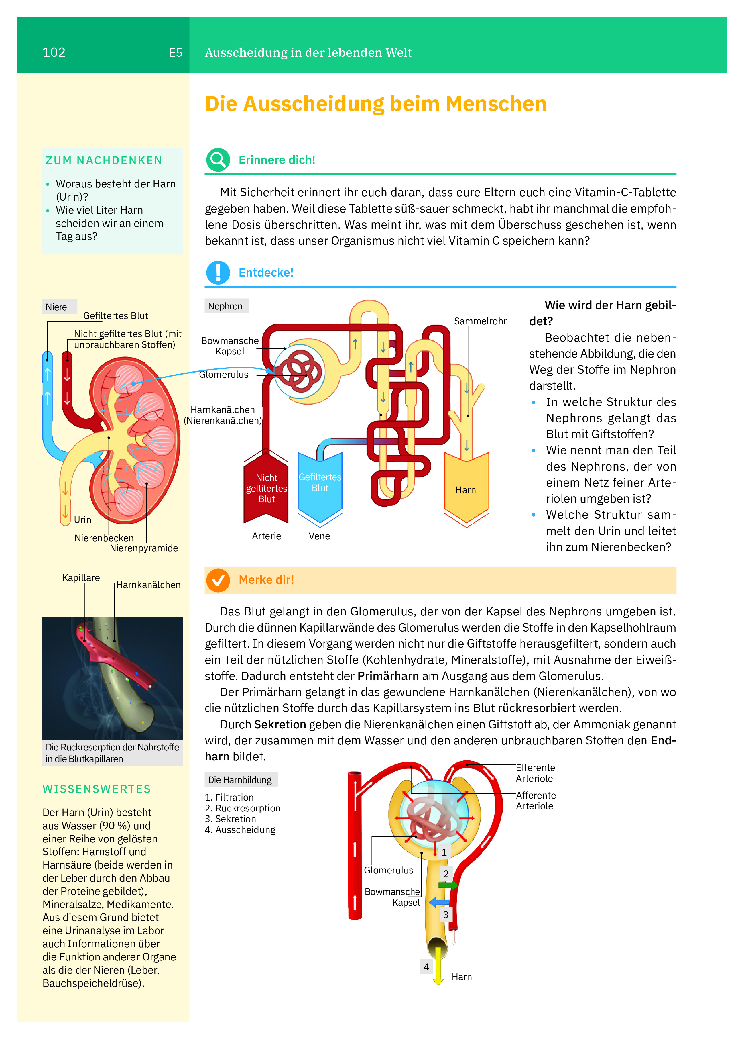 Manual de biologie. Clasa a VI-a (limba germana) | Irina Pop-Pacurar, Dorina Podar, Cristina Dudan - 8 | YEO