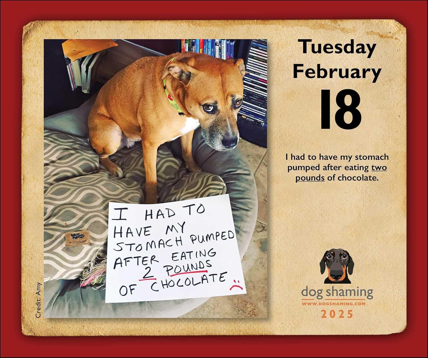 Dog Shaming 2025 Day-to-Day Calendar | Andrews McMeel Publishing - 1 | YEO