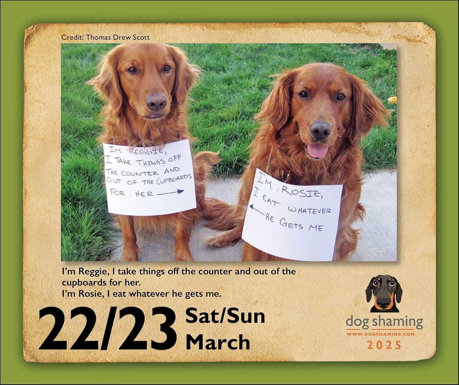 Dog Shaming 2025 Day-to-Day Calendar | Andrews McMeel Publishing - 2 | YEO