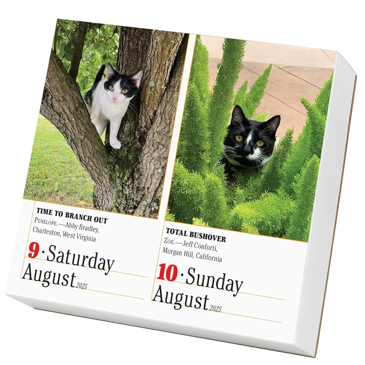 Calendar 2025 - The World\'s Favourite Cat Calendar - 365 Cats | Workman Publishing - 1 | YEO