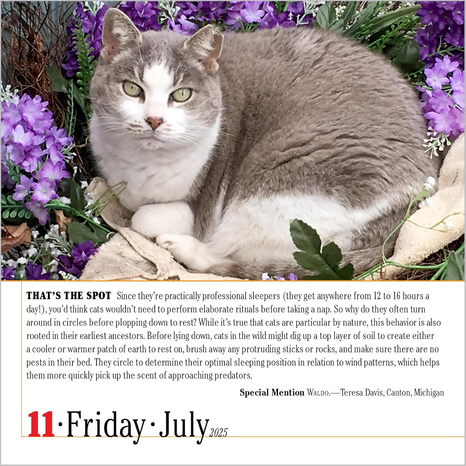 Calendar 2025 - The World\'s Favourite Cat Calendar - 365 Cats | Workman Publishing - 3 | YEO