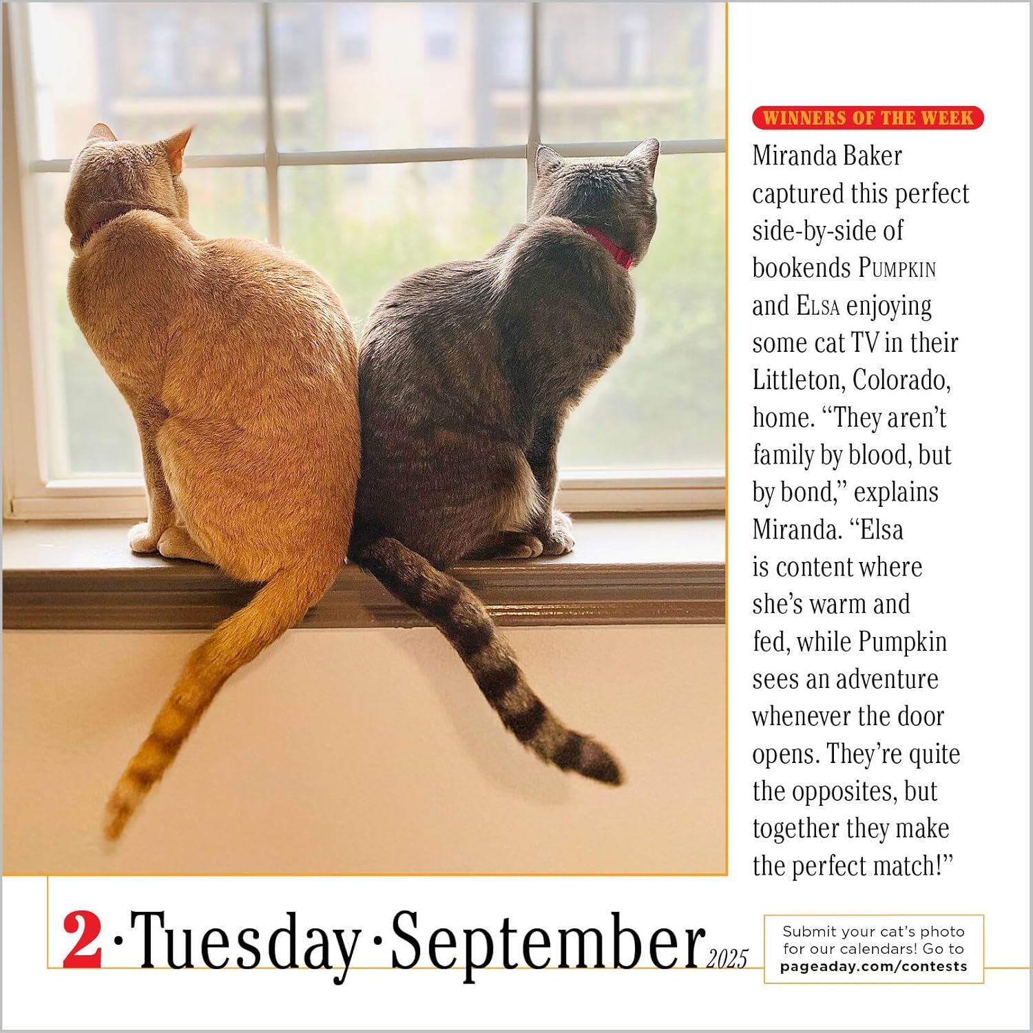 Calendar 2025 - The World\'s Favourite Cat Calendar - 365 Cats | Workman Publishing - 4 | YEO