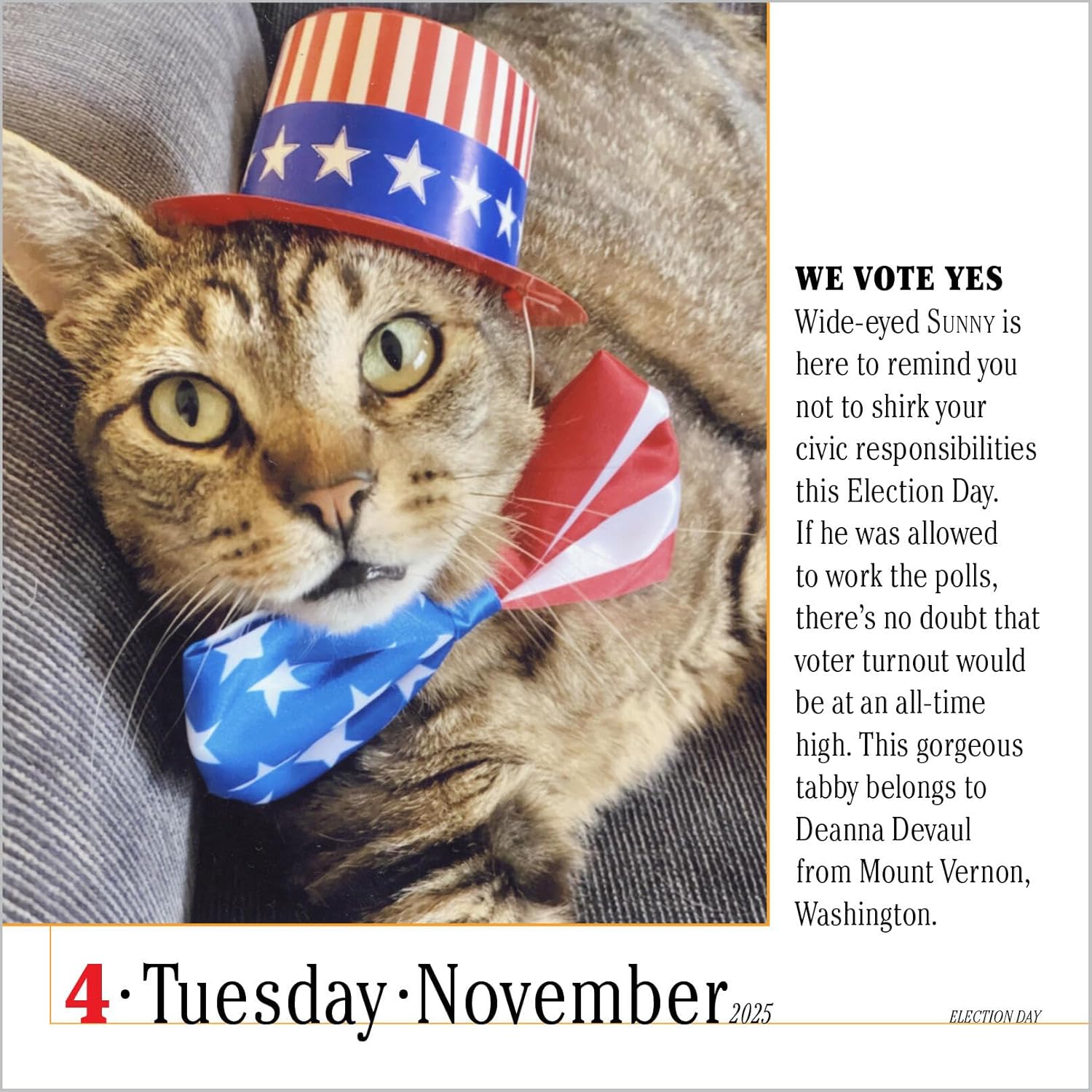 Calendar 2025 - The World\'s Favourite Cat Calendar - 365 Cats | Workman Publishing - 5 | YEO