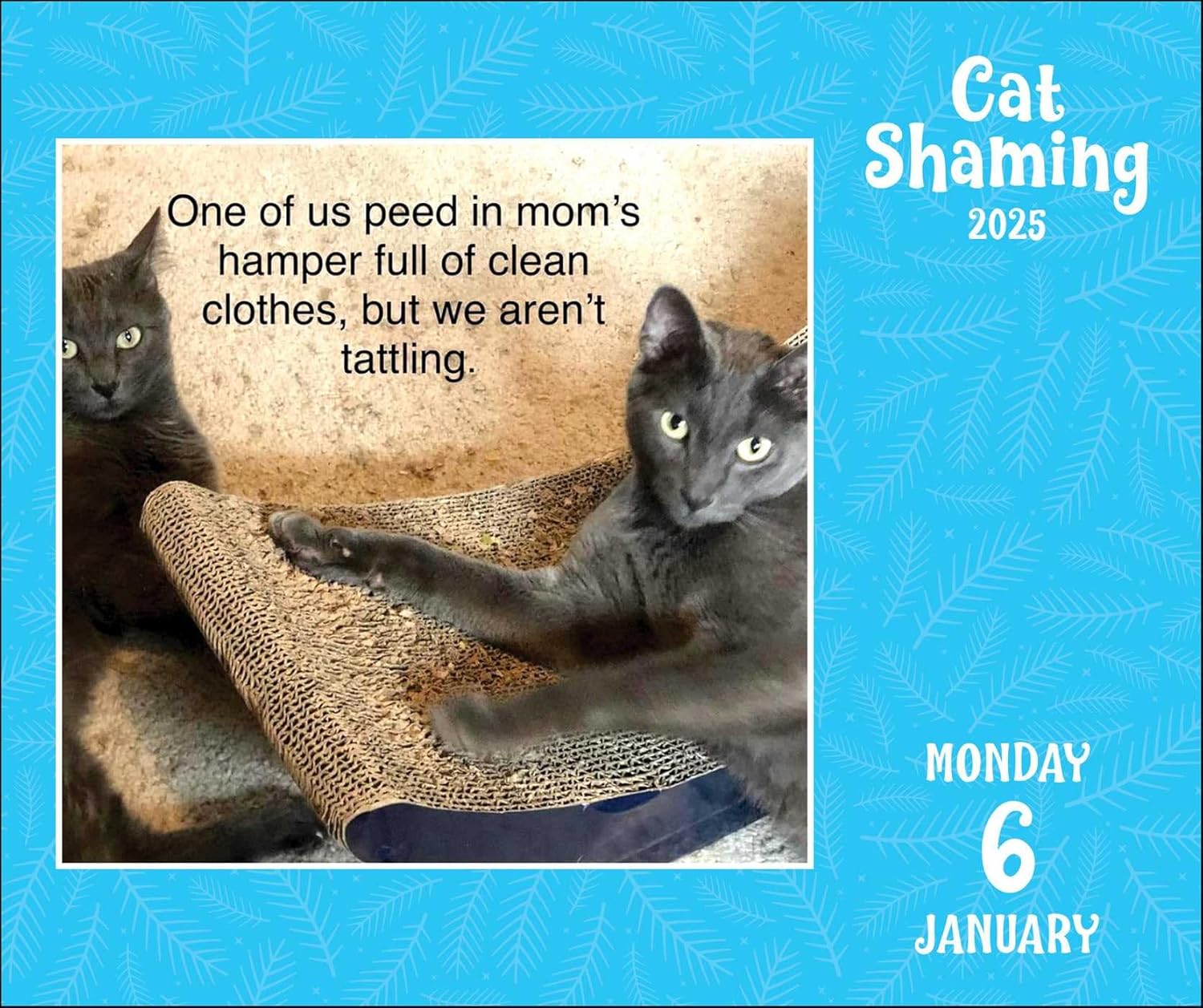 Calendar 2025 - Cat Shaming | Andrews McMeel Publishing - 1 | YEO