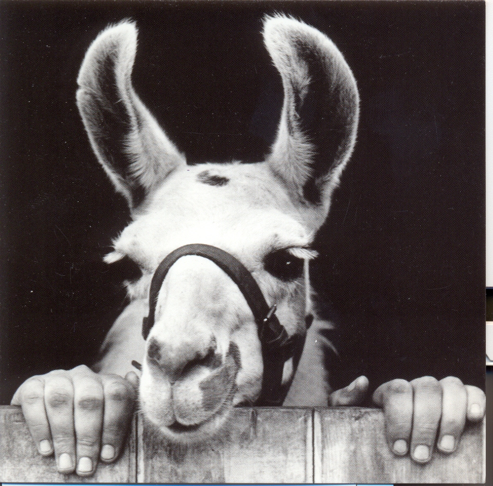 Carte postala - The Donkey | Nouvelles Images