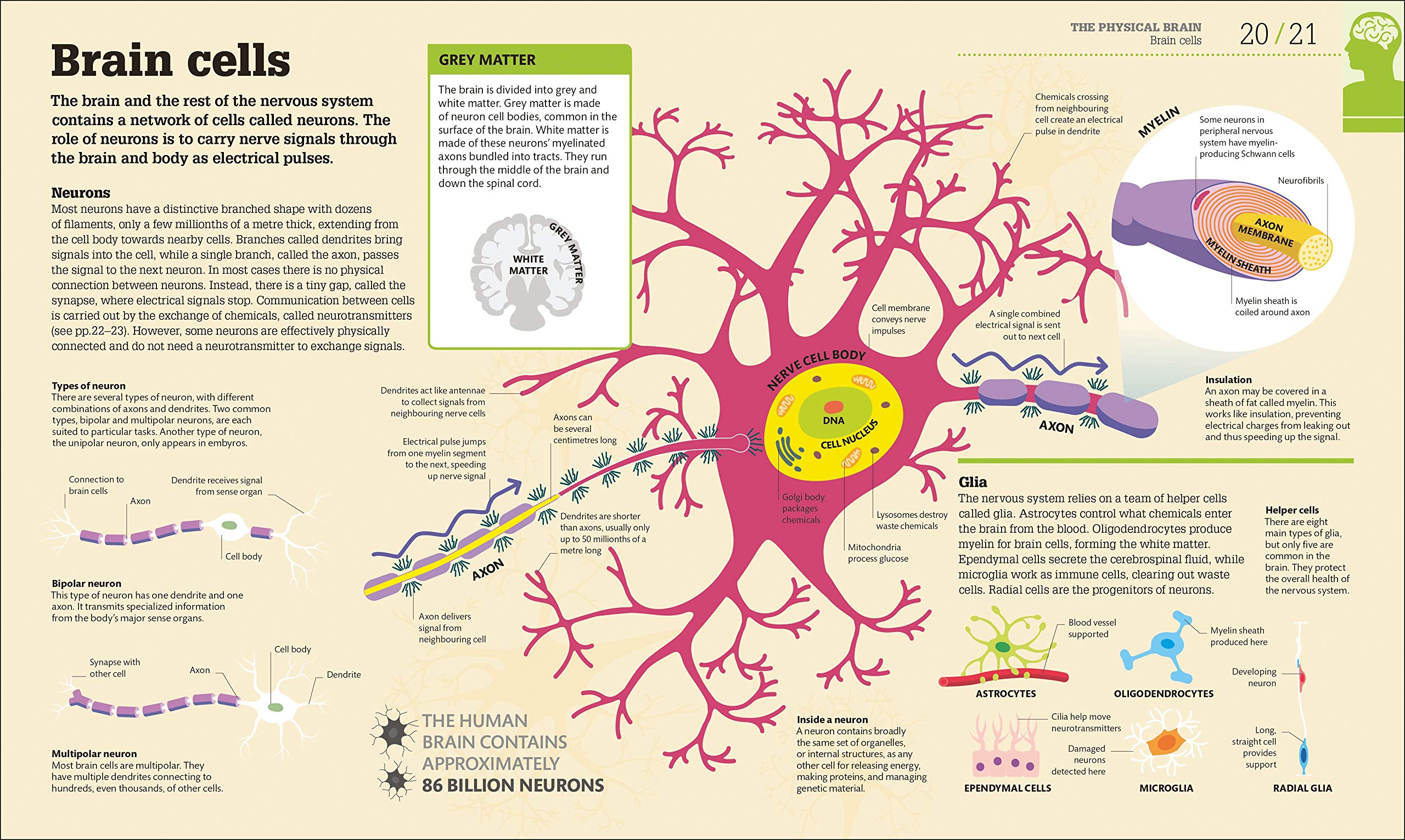 How the Brain Works | - 6 | YEO