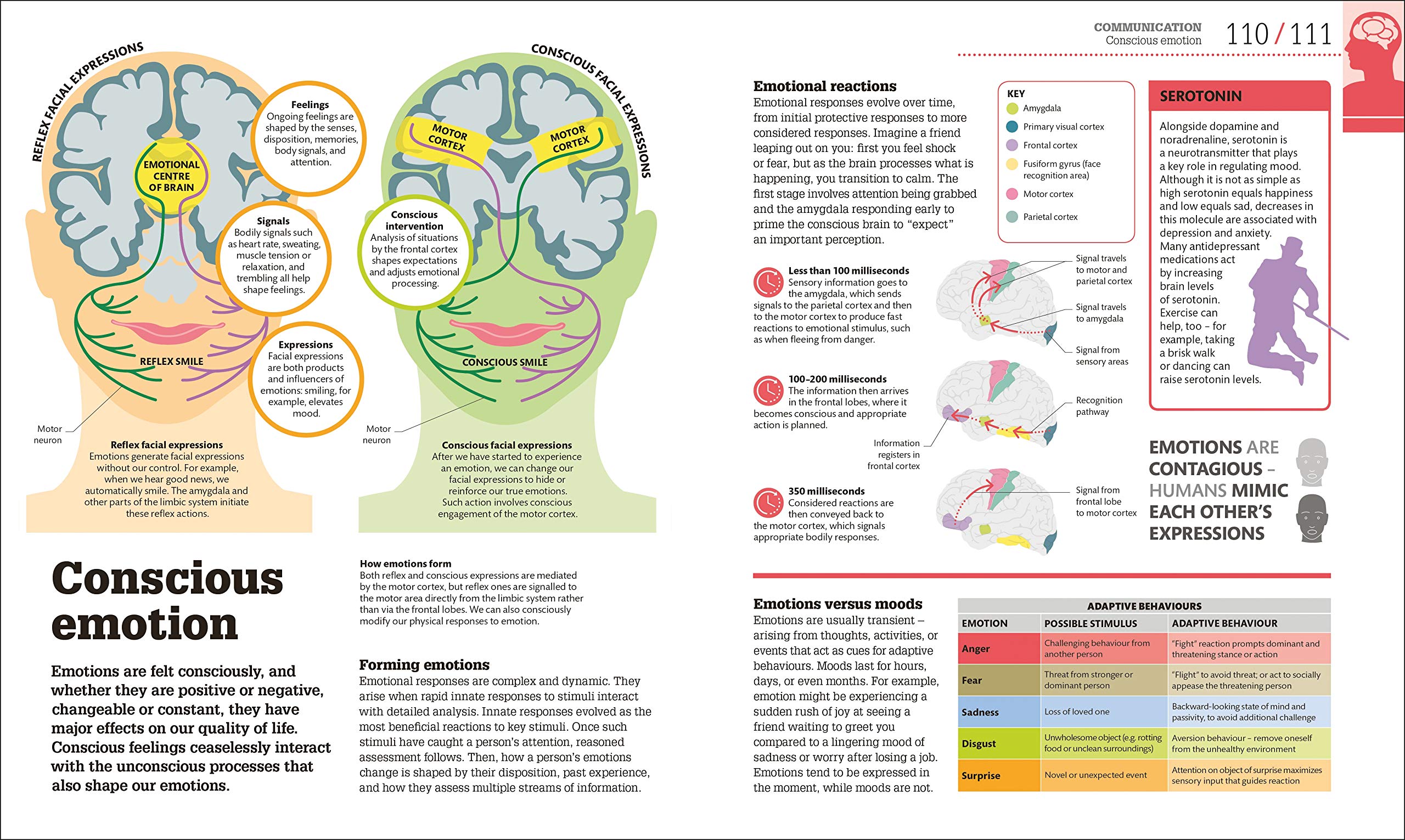 How the Brain Works | - 2 | YEO