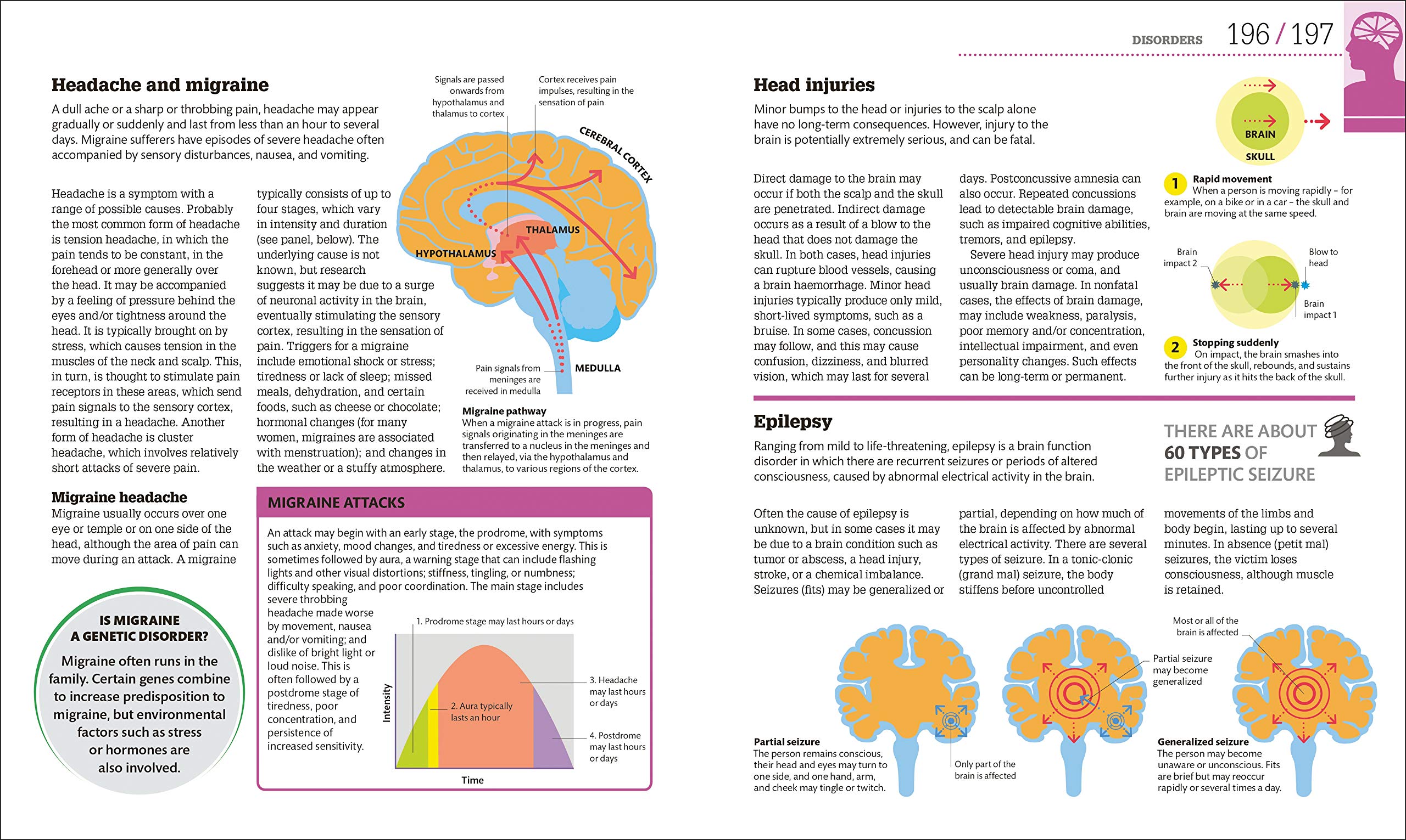 How the Brain Works | - 1 | YEO