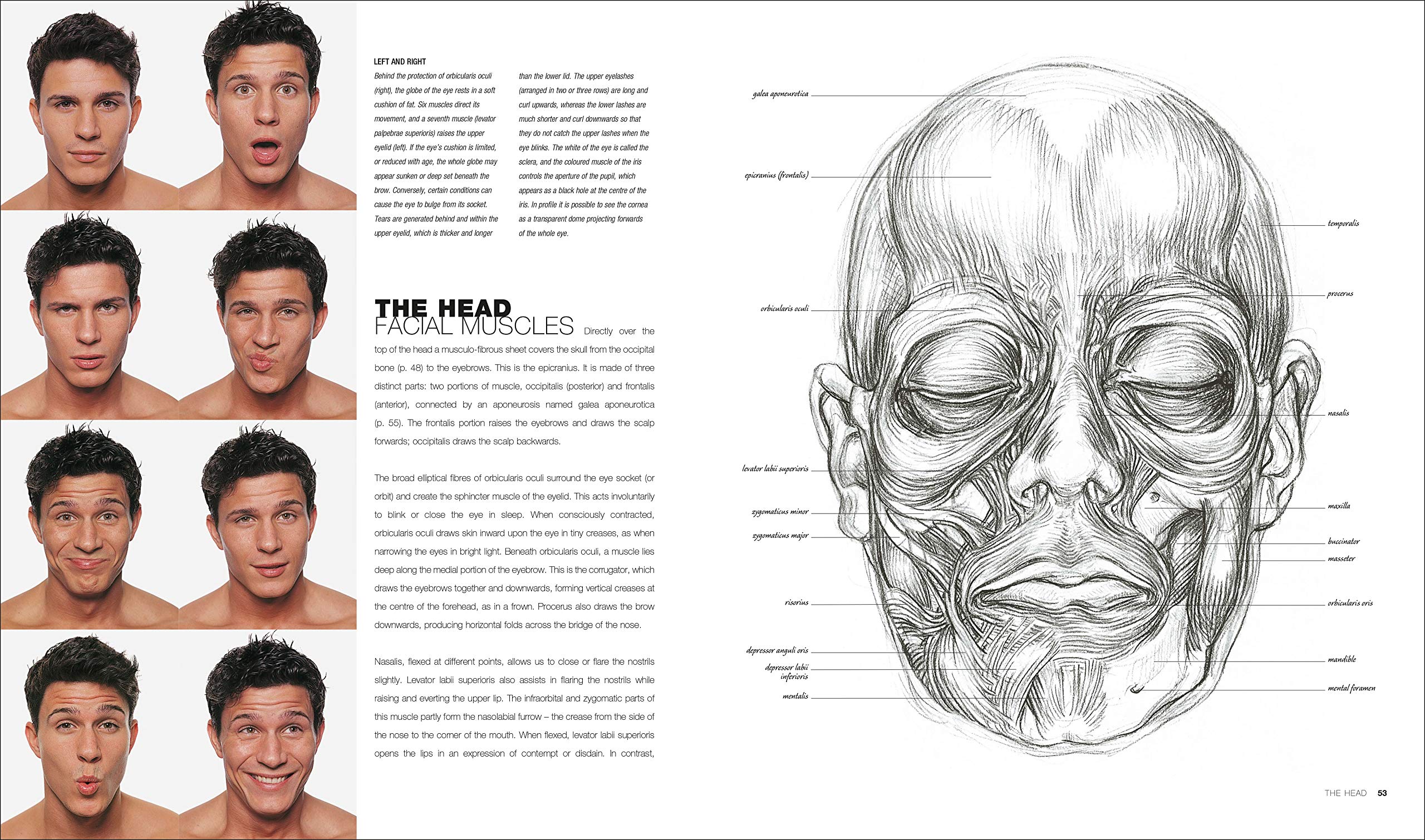 Anatomy for the Artist | Sarah Simblet - 6 | YEO