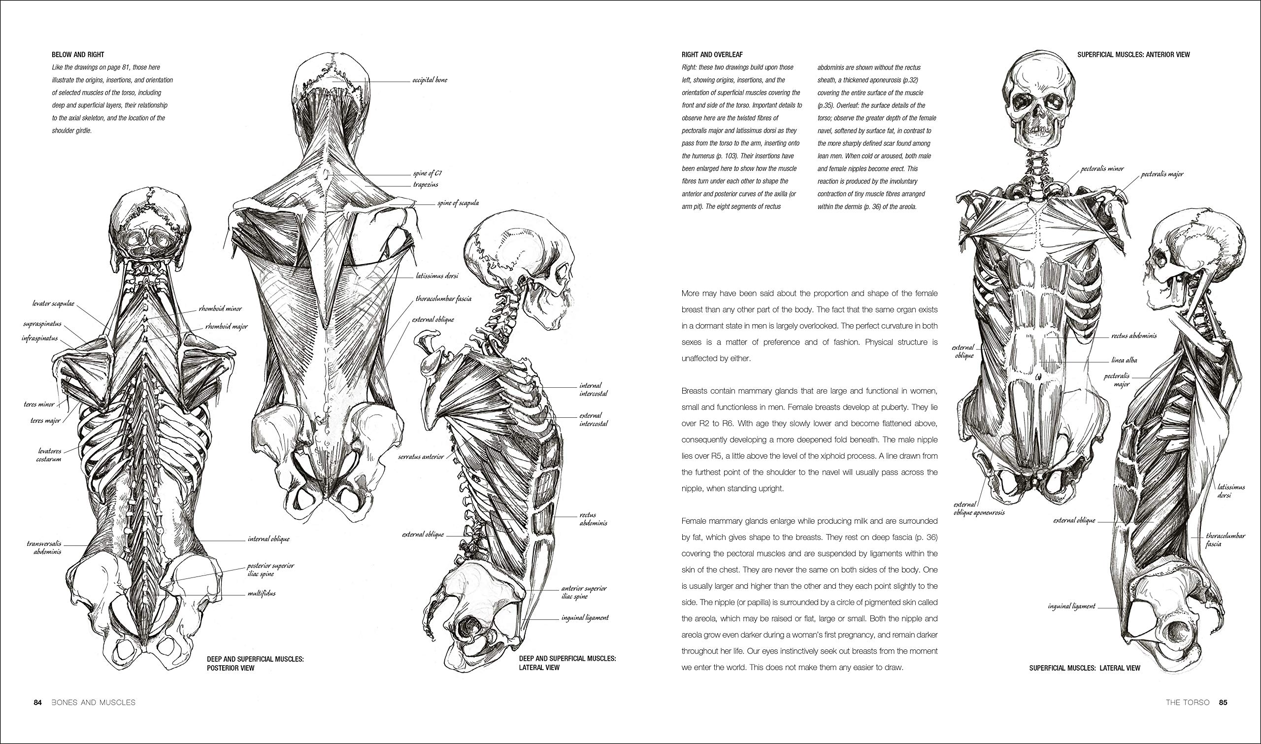 Anatomy for the Artist | Sarah Simblet - 5 | YEO