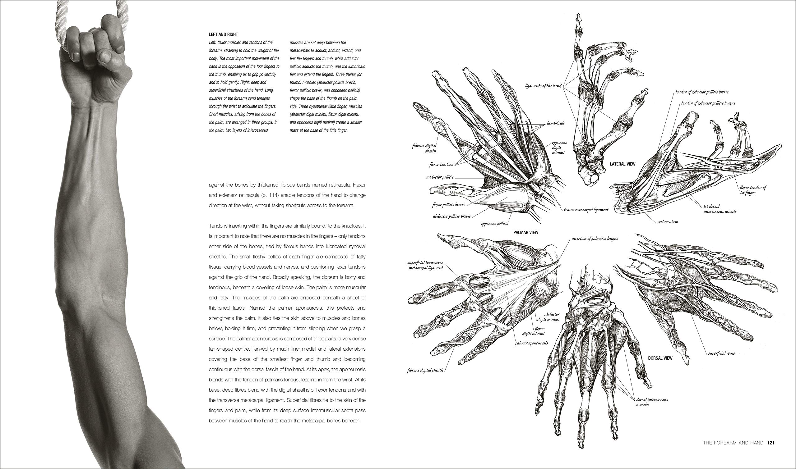 Anatomy for the Artist | Sarah Simblet - 4 | YEO