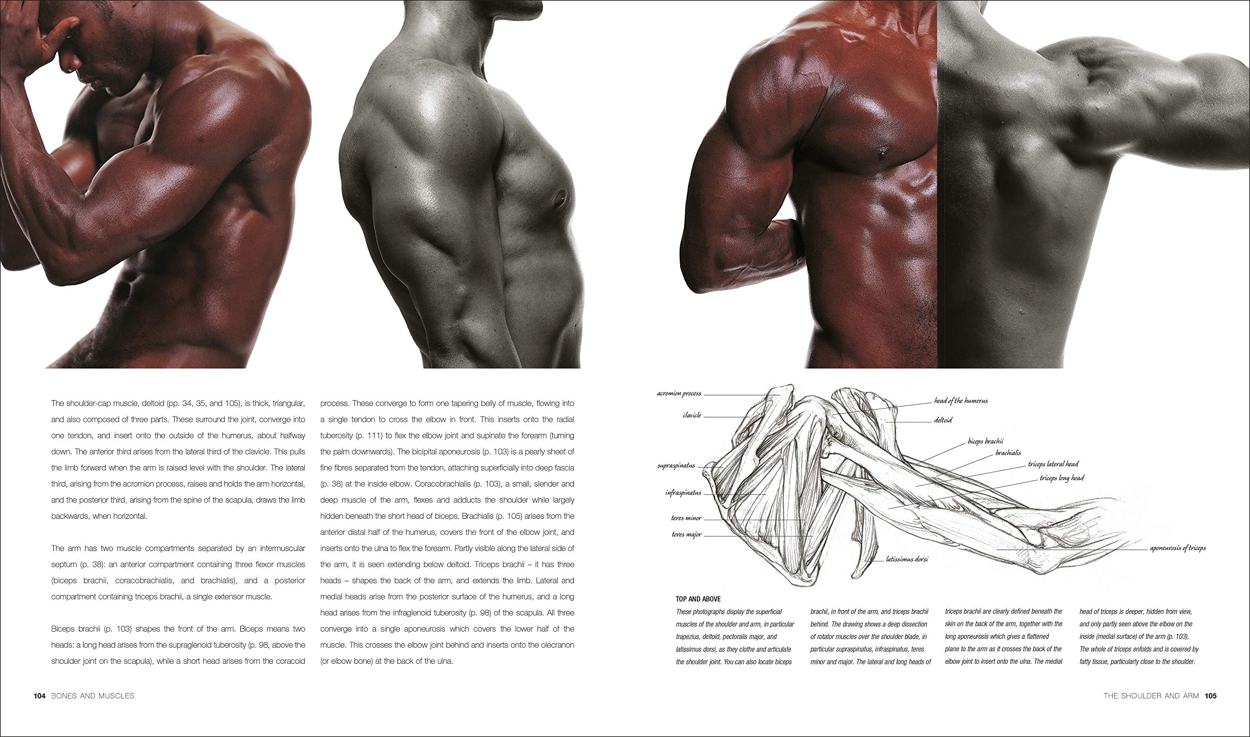 Anatomy for the Artist | Sarah Simblet - 3 | YEO