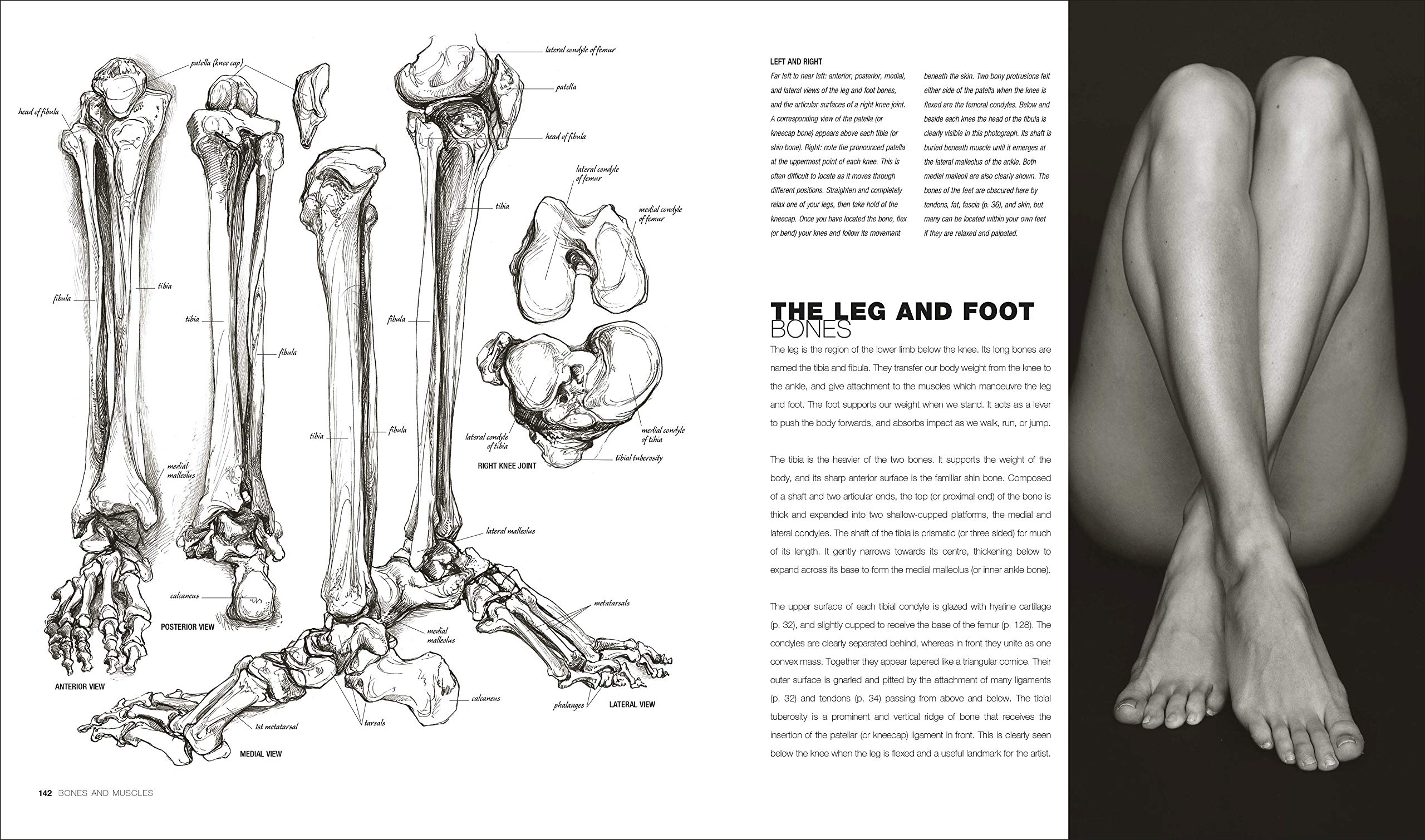 Anatomy for the Artist | Sarah Simblet - 1 | YEO