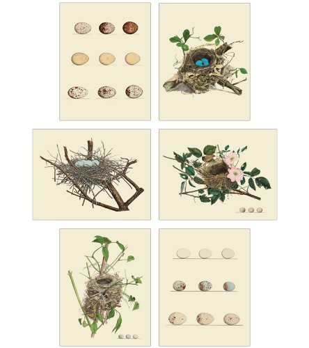 Carte postala - Nests and Egg - mai multe modele | Princeton Architectural Press