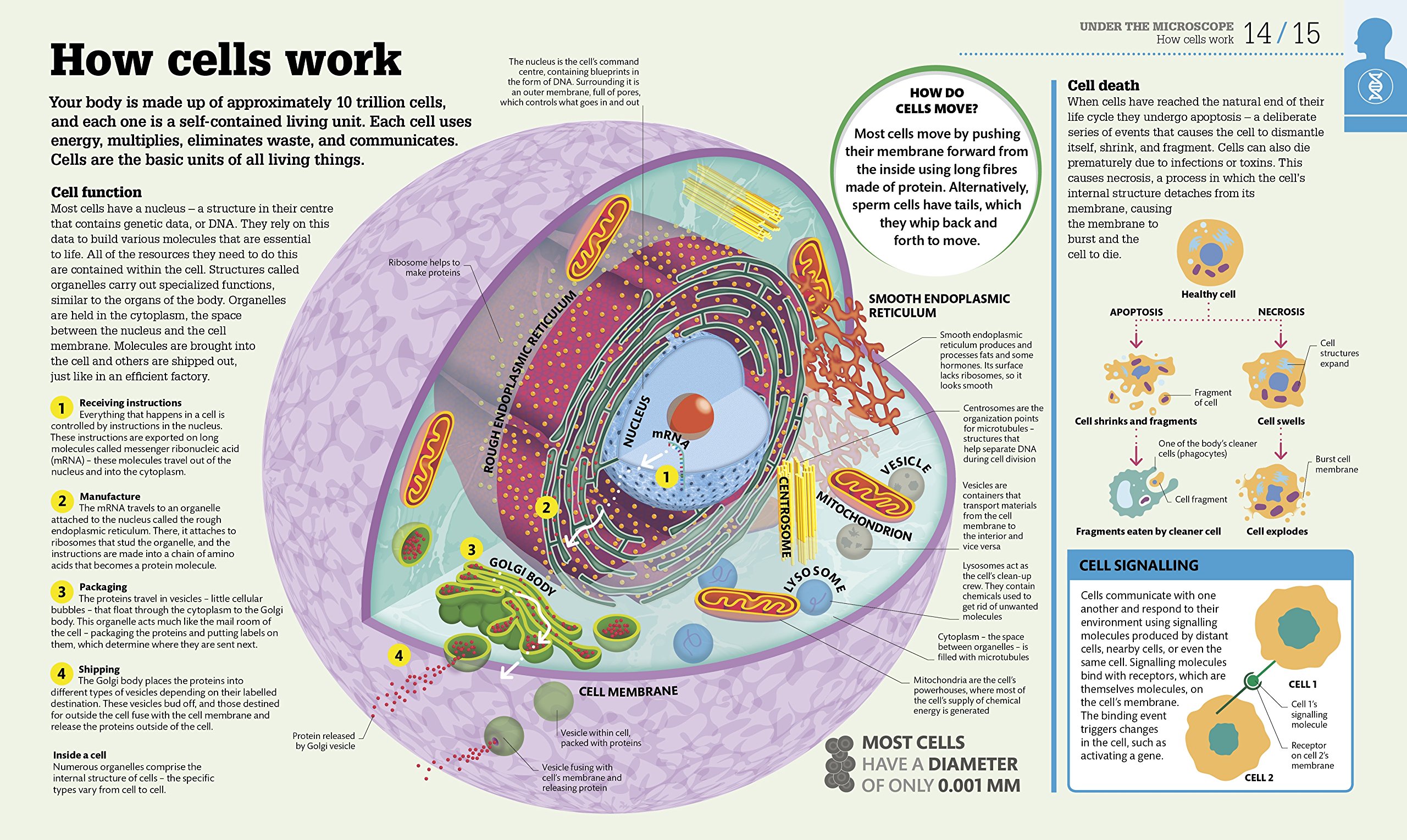 How the Body Works | - 1 | YEO