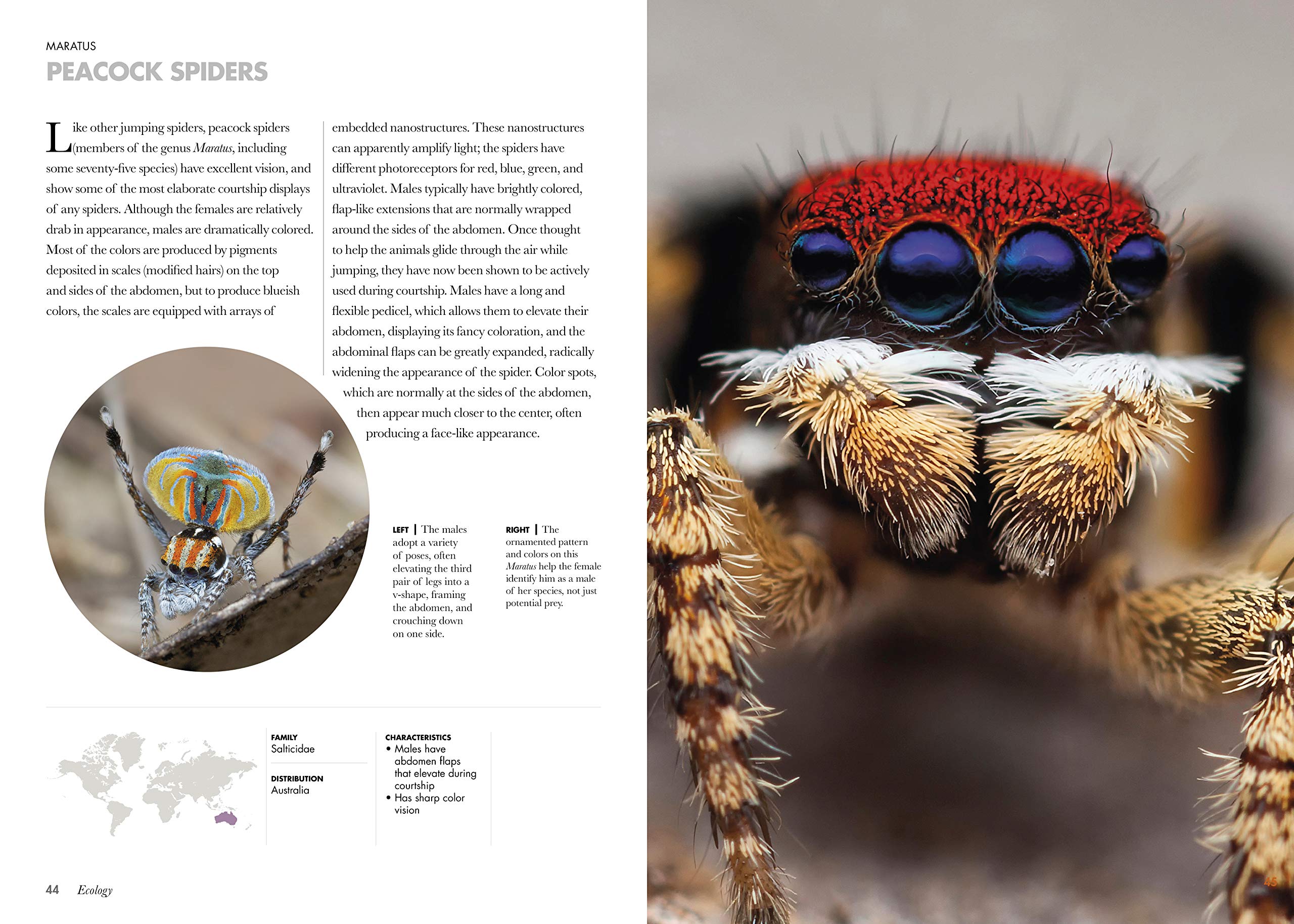 Spiders of the World | Norman Platnick - 3 | YEO