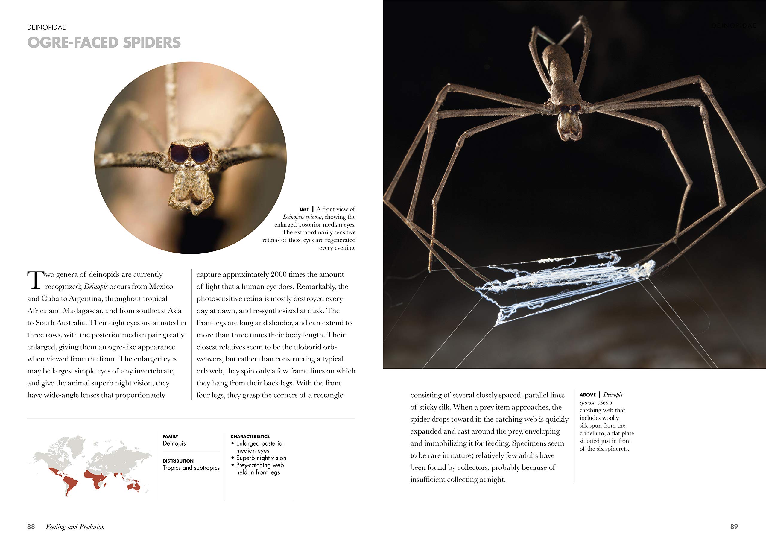 Spiders of the World | Norman Platnick - 1 | YEO