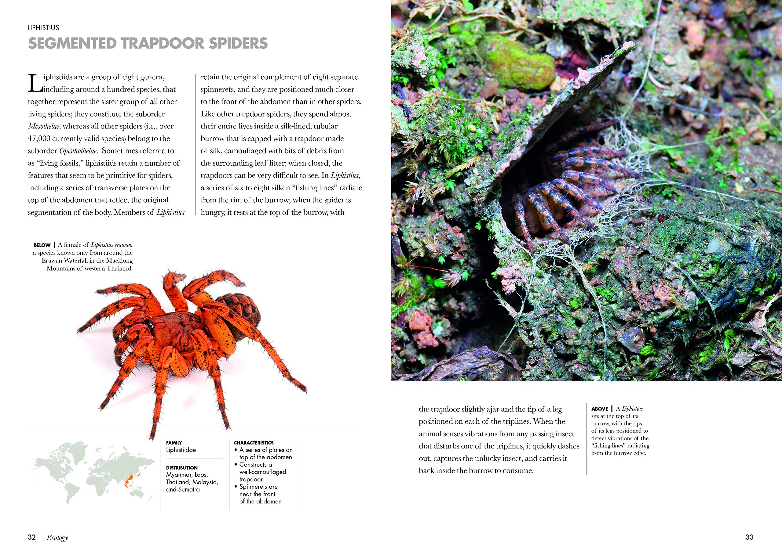 Vezi detalii pentru Spiders of the World | Norman Platnick