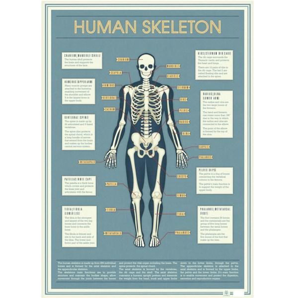 Hartie de impachetat scheletul uman | Rex London