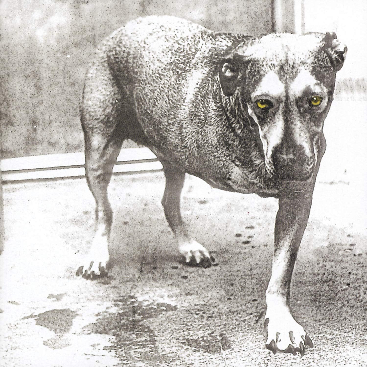 Alice In Chains (Yellow Highlighter Vinyl, 30th Anniversary) | Alice In Chains - imagine 2