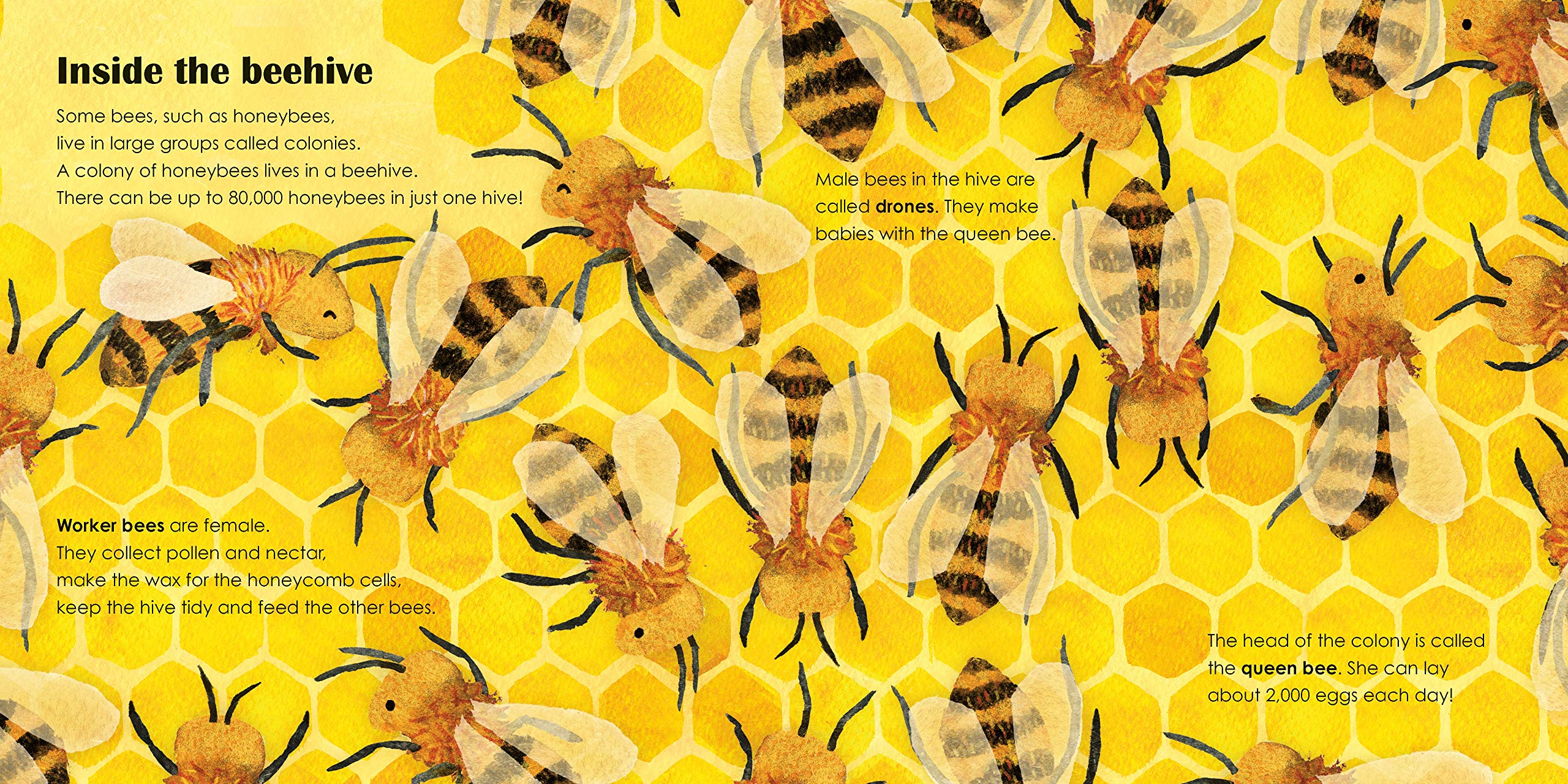 Bees: A Ladybird Eco Book | 