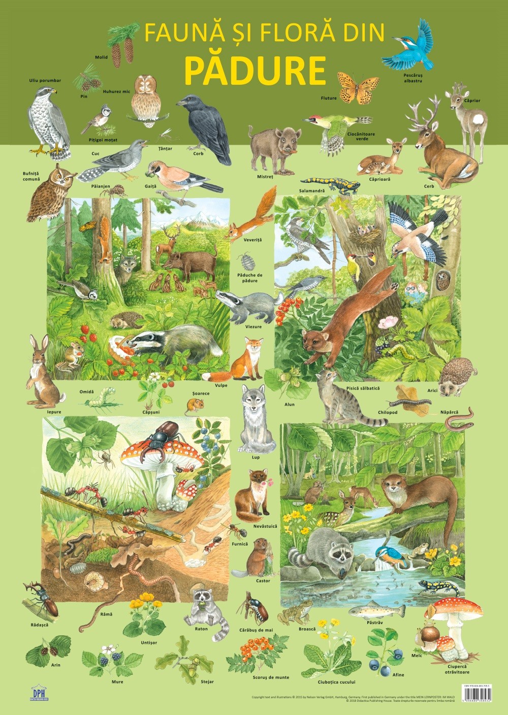 Plansa – Fauna si flora din padure | Nelson Verlag carturesti 2022