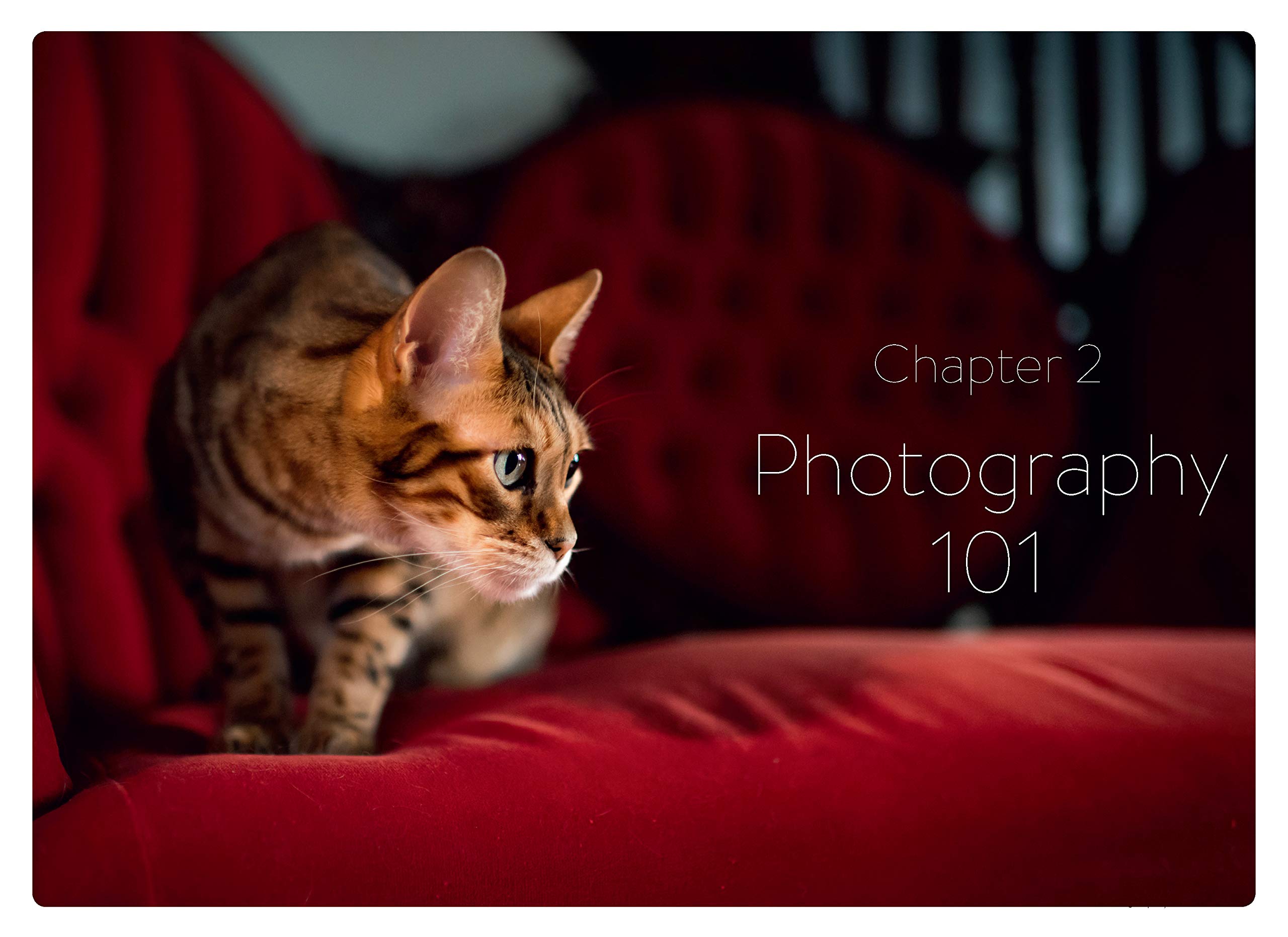 How to Take Awesome Photos of Cats | Andrew Marttila - 3 | YEO