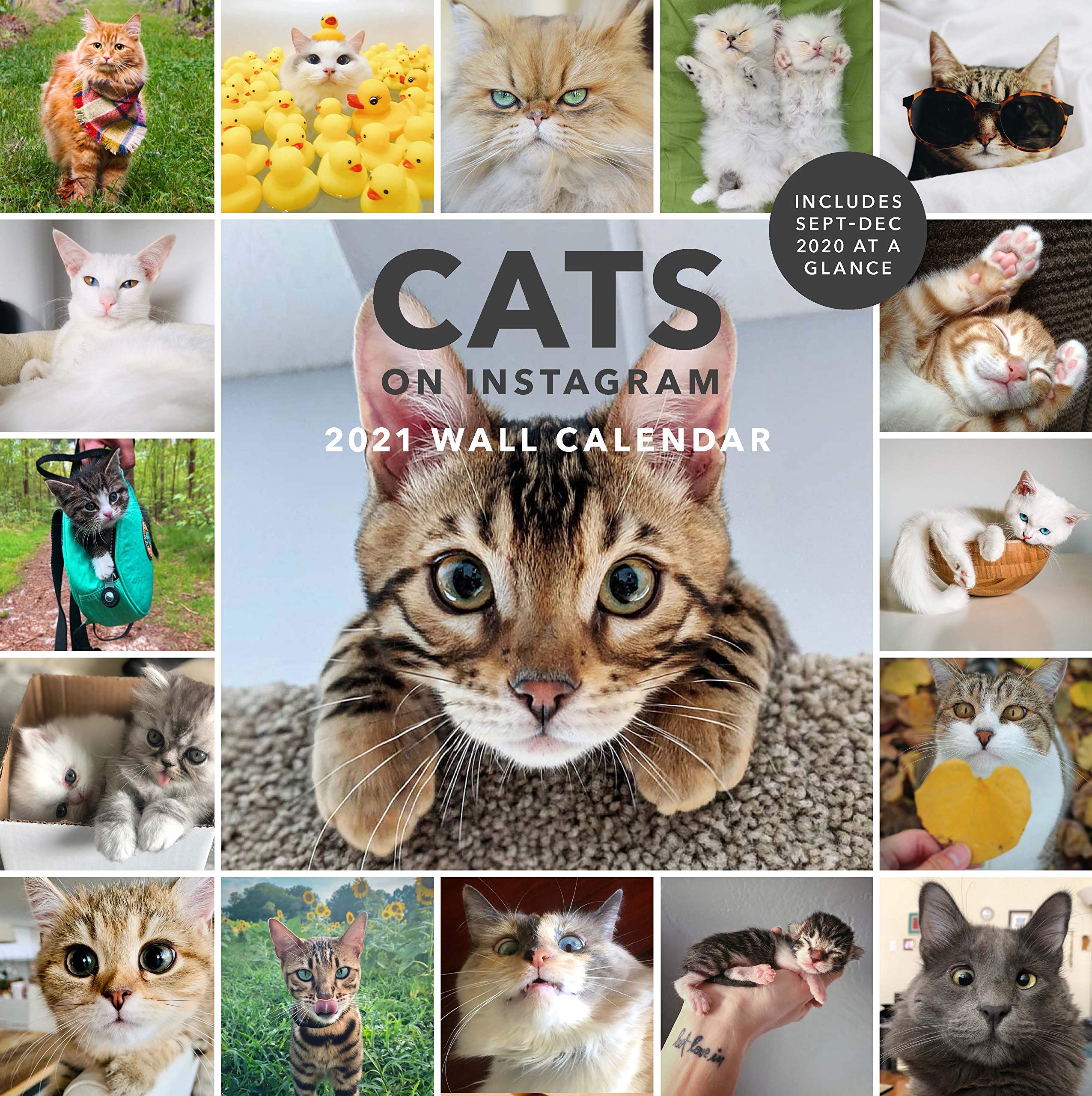 Calendar de perete 2021 - Cats on Instagram | Chronicle Books