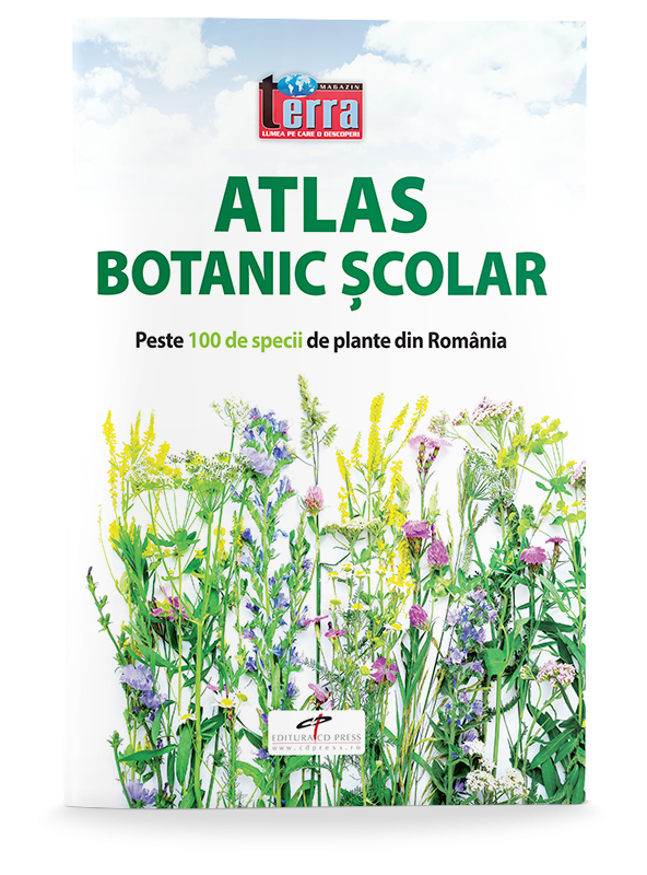 Atlas botanic scolar | Paulina Anastasiu