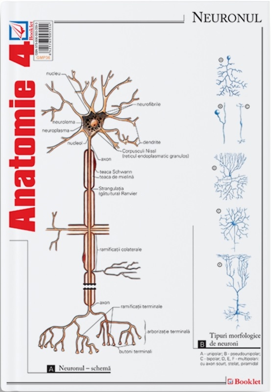 Pliant Anatomie 4 | Florica Mailat