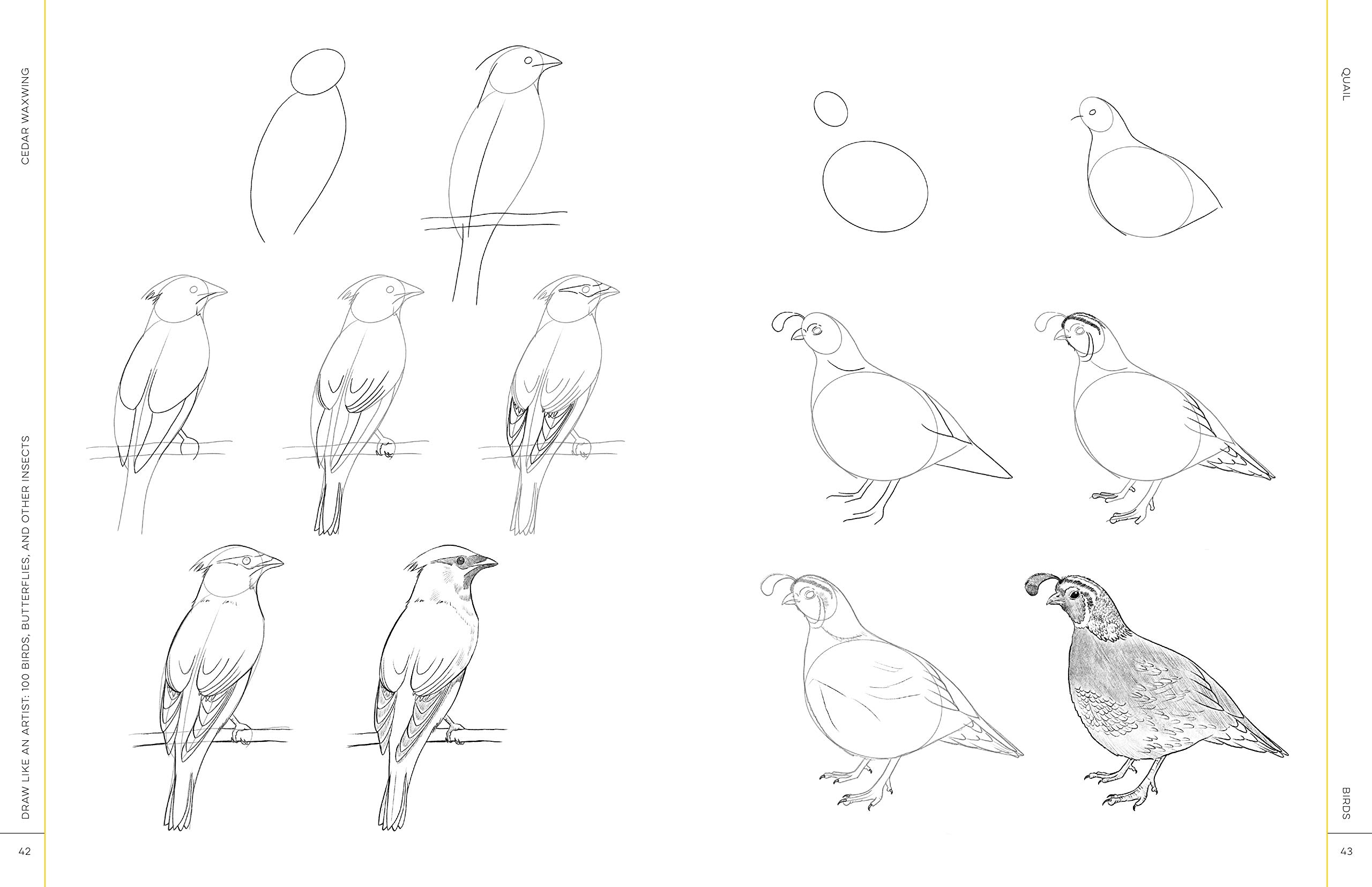 Draw Like an Artist: 100 Birds, Butterflies, and Other Insects | Melissa Washburn - 3 | YEO