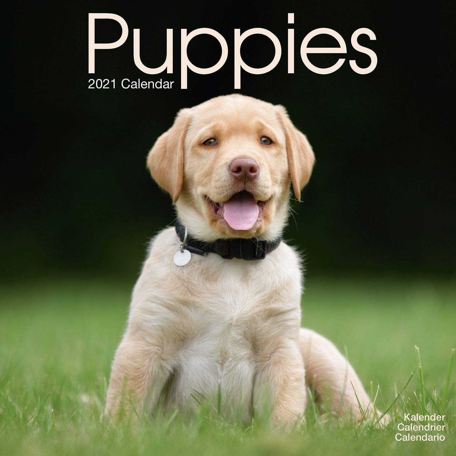 Calendar 2021 - Puppies | Avonside Publishing Ltd