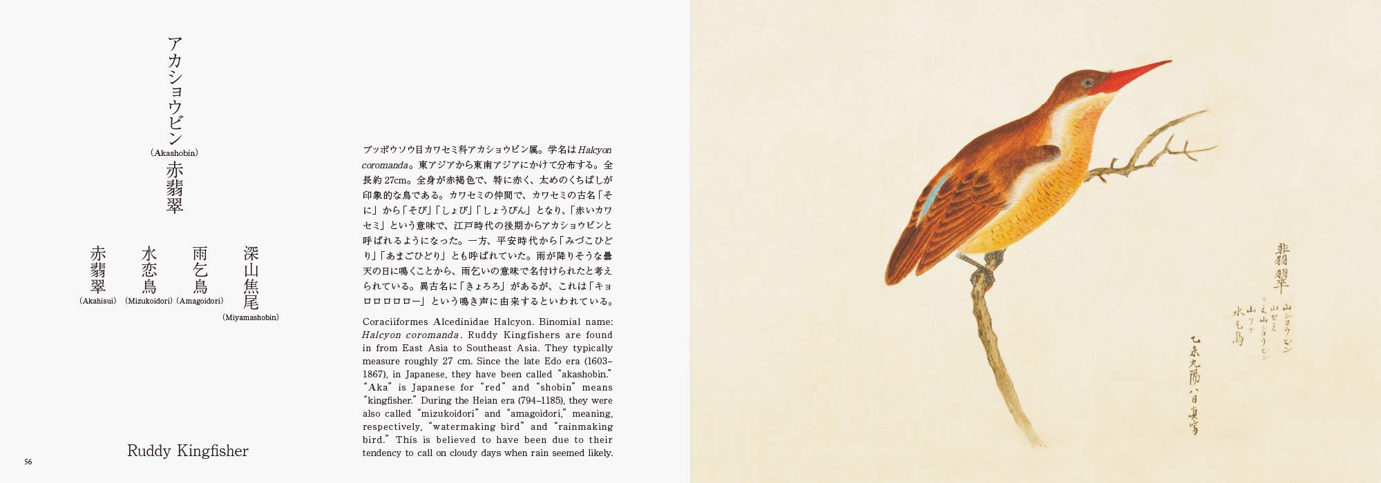 Birds of Edo | - 3 | YEO