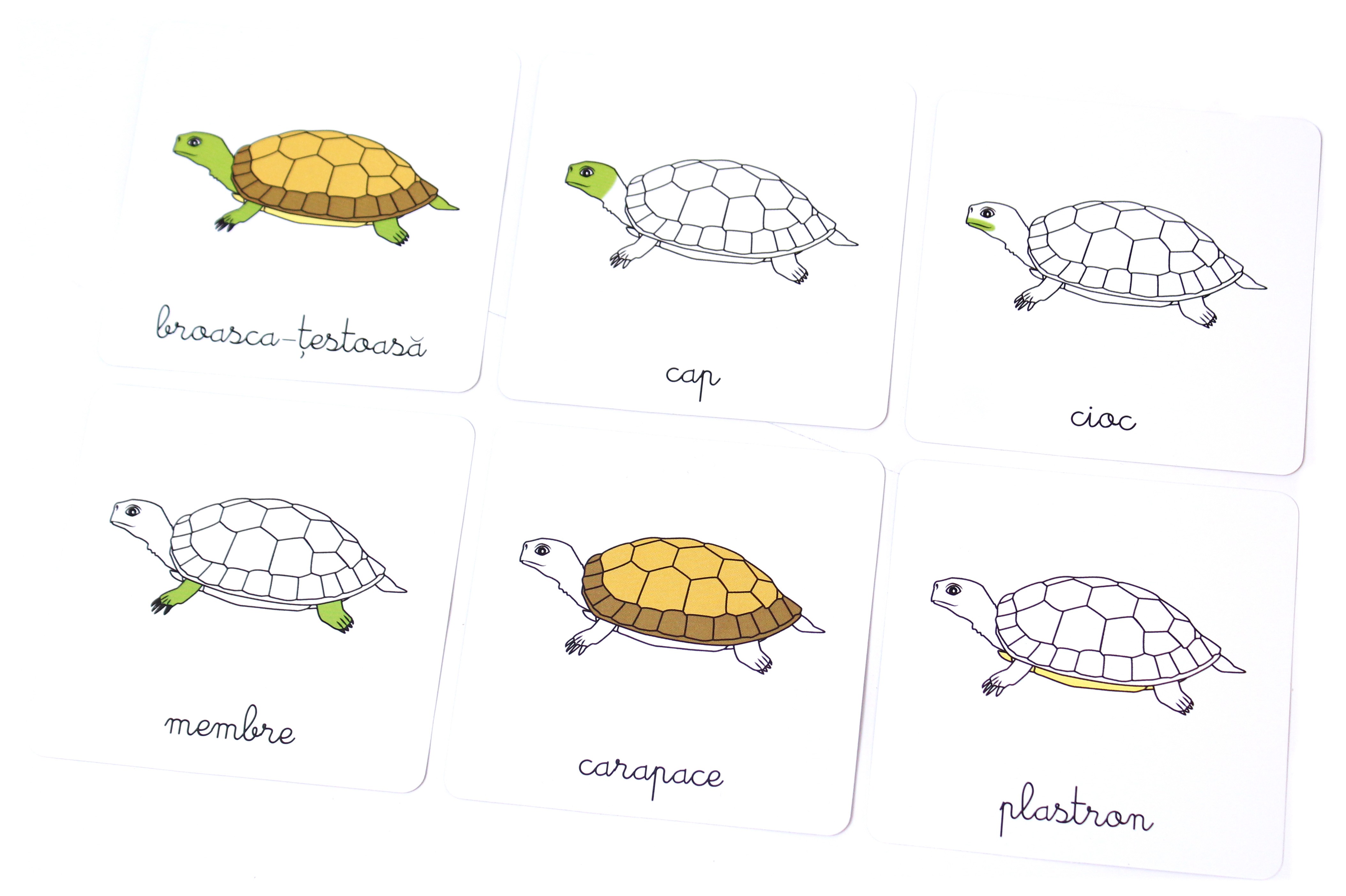 Lectii Montessori - Zoologie. Vertebrate |