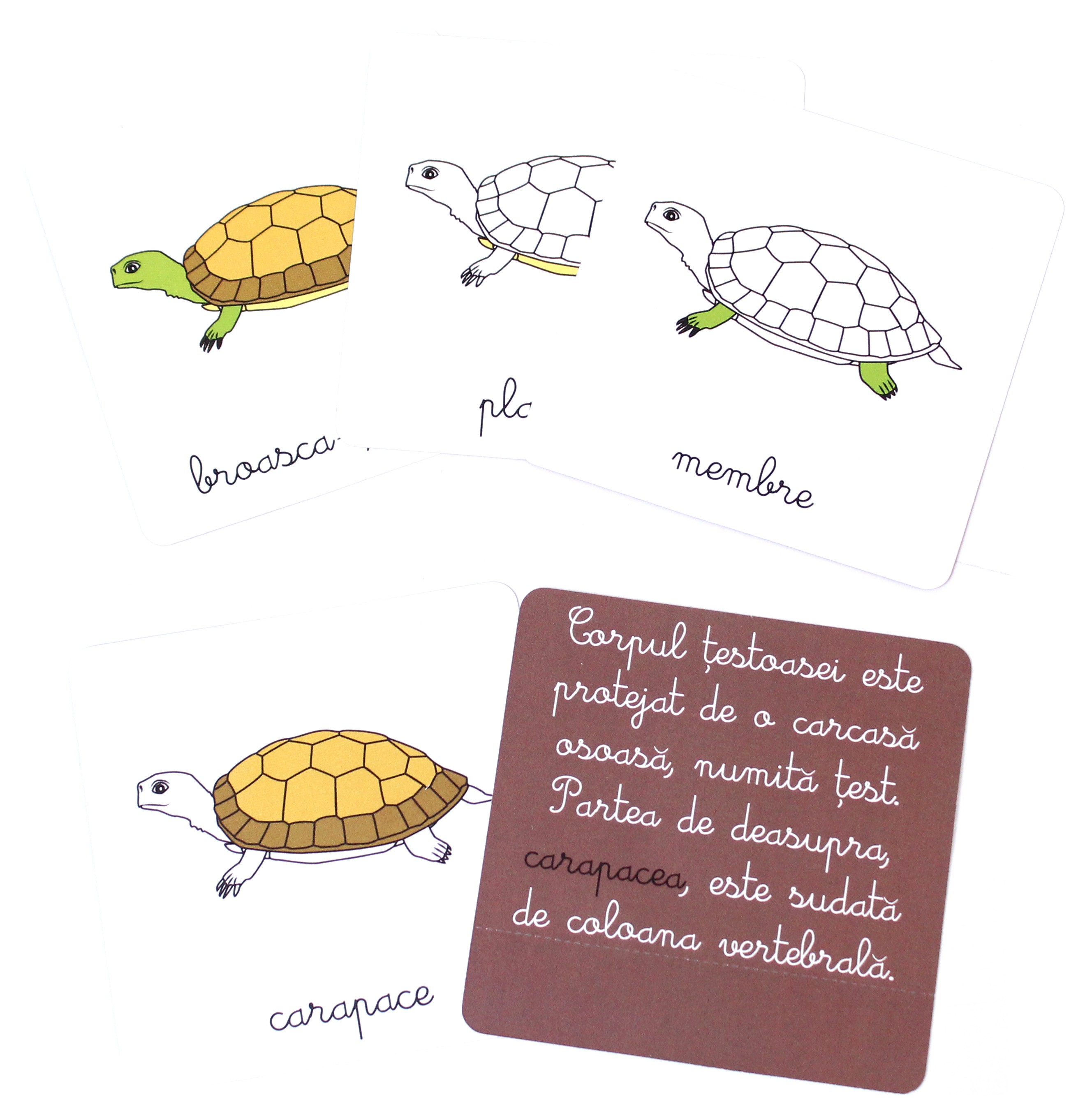 Lectii Montessori - Zoologie. Vertebrate | - 1 | YEO